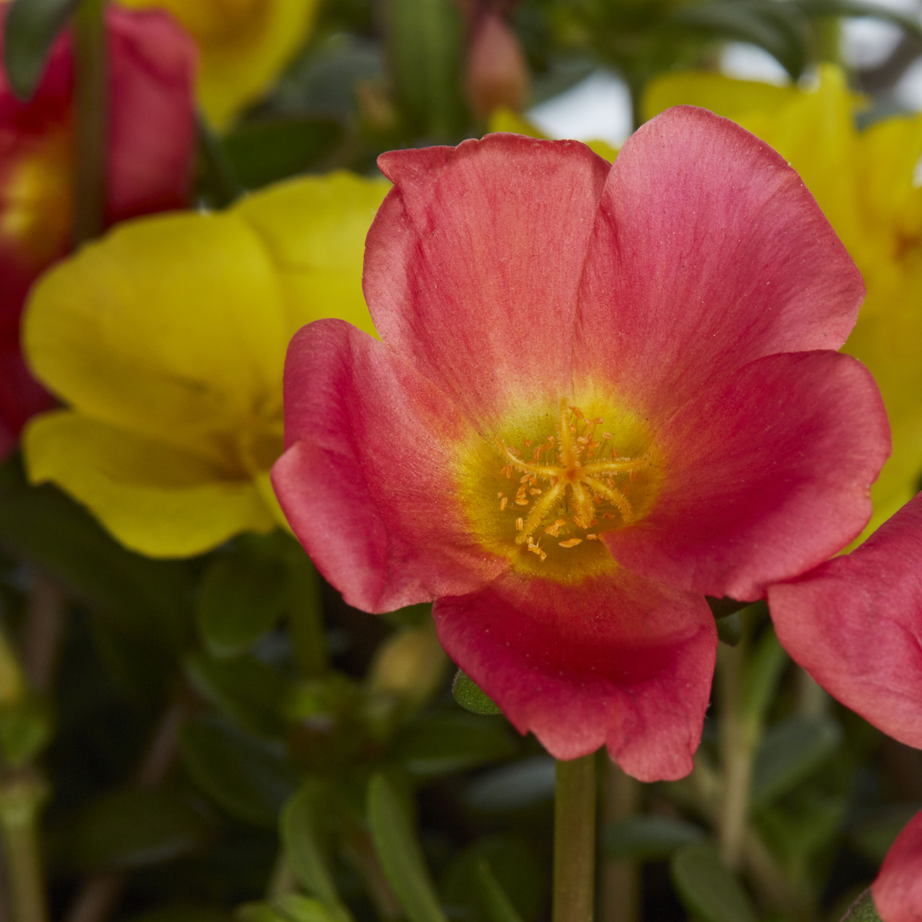 Lowe's NURSERY annuals - View #4