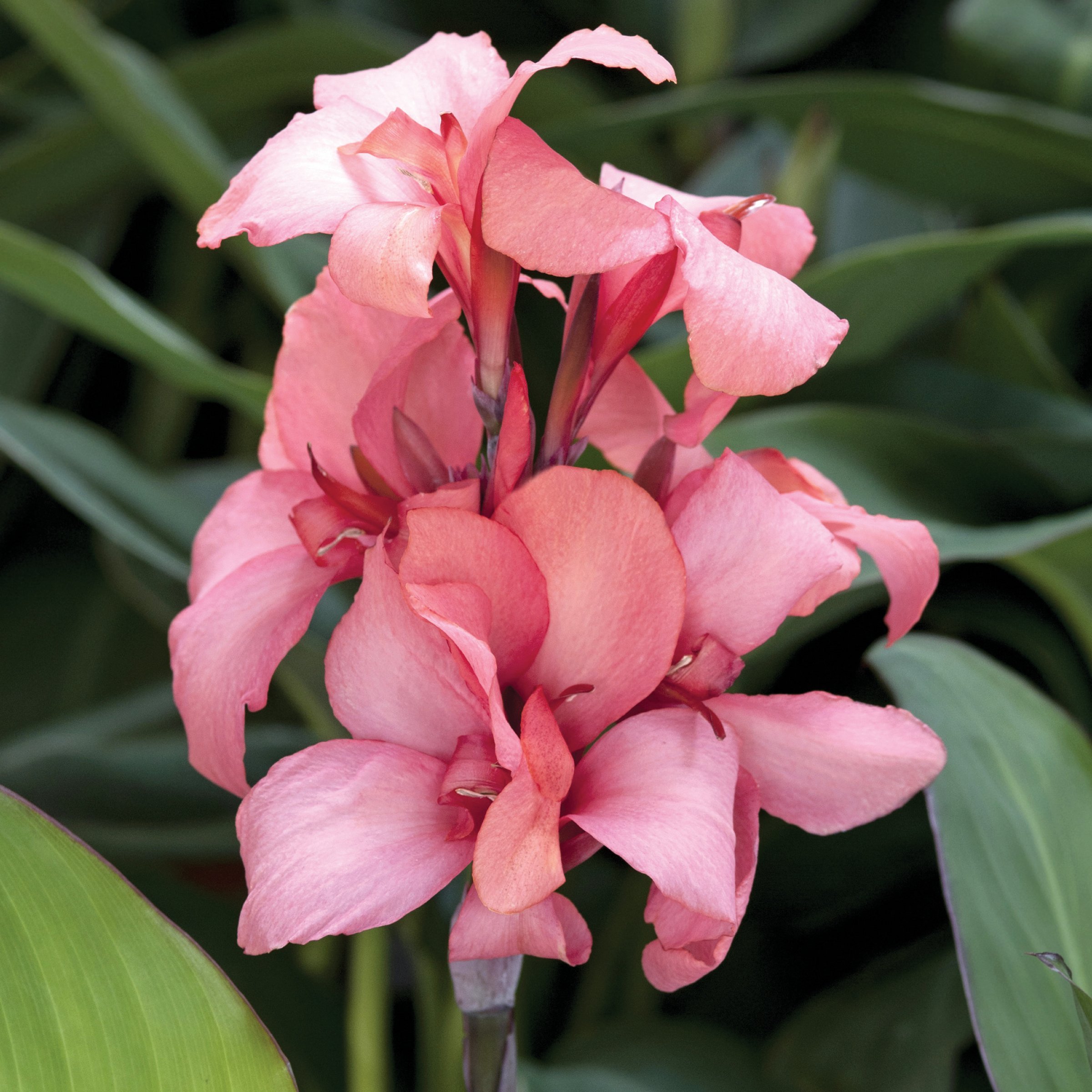 National Plant Network LW1972 Multicolor Canna Cannova Mango Plant in 3.25 -in Pot 3 -Pack