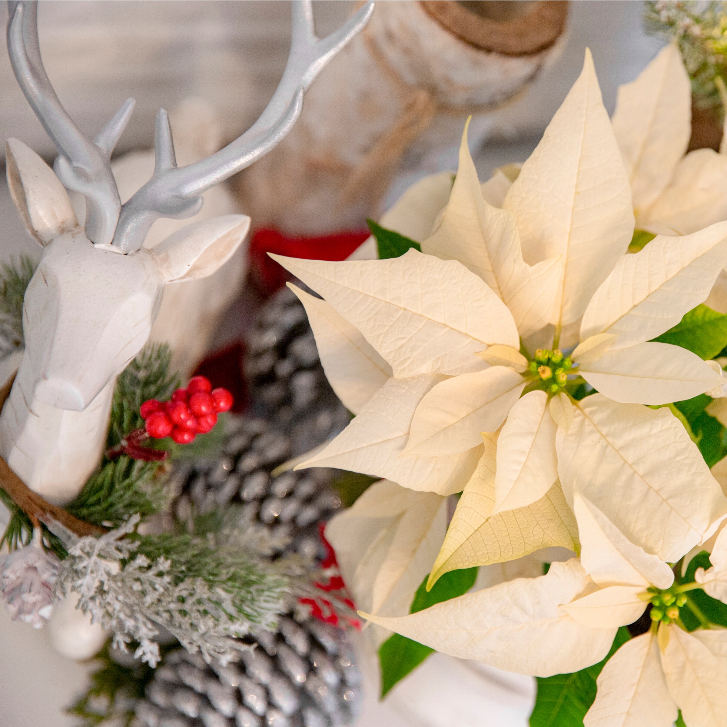 Lowe's 5340074 Fresh-Cut-Christmas-Decorations - View #5