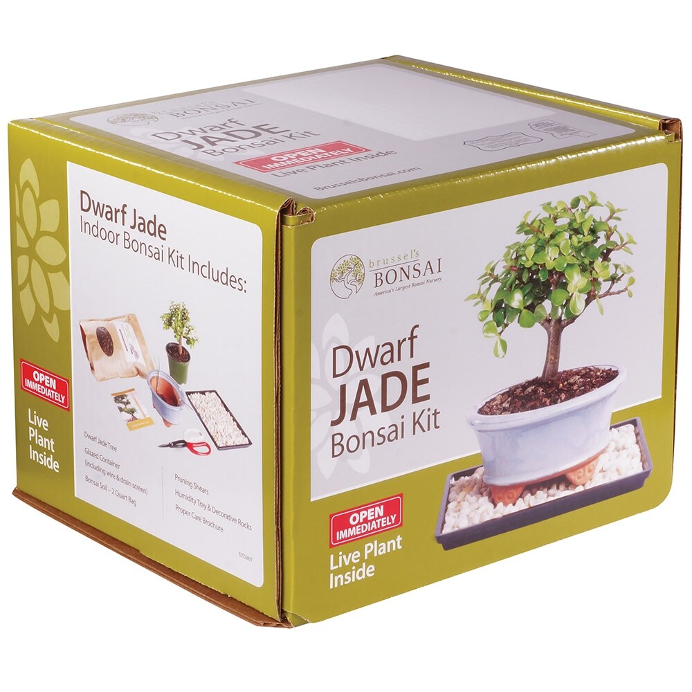 Jade Complete Start-Up Kit