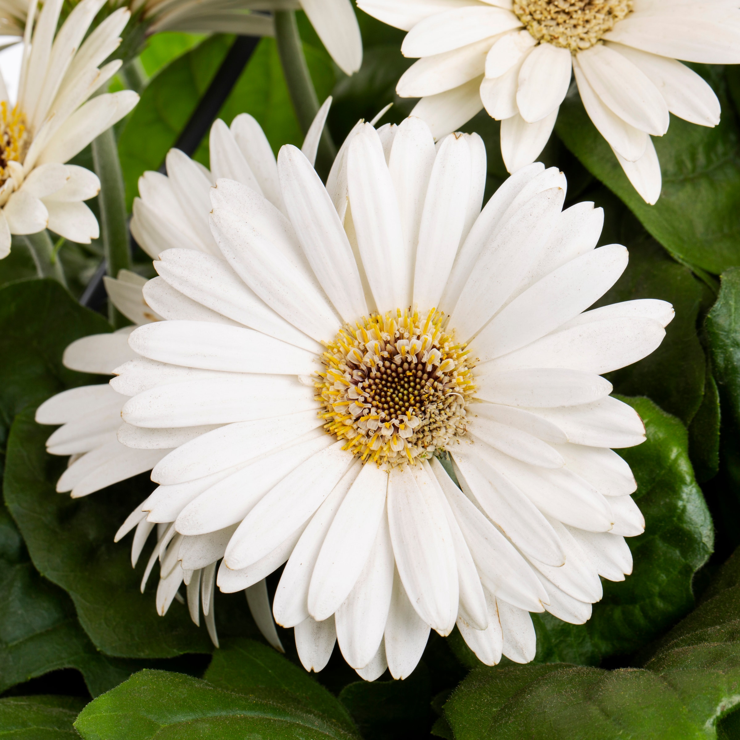Lowe's 411879 annuals - View #4