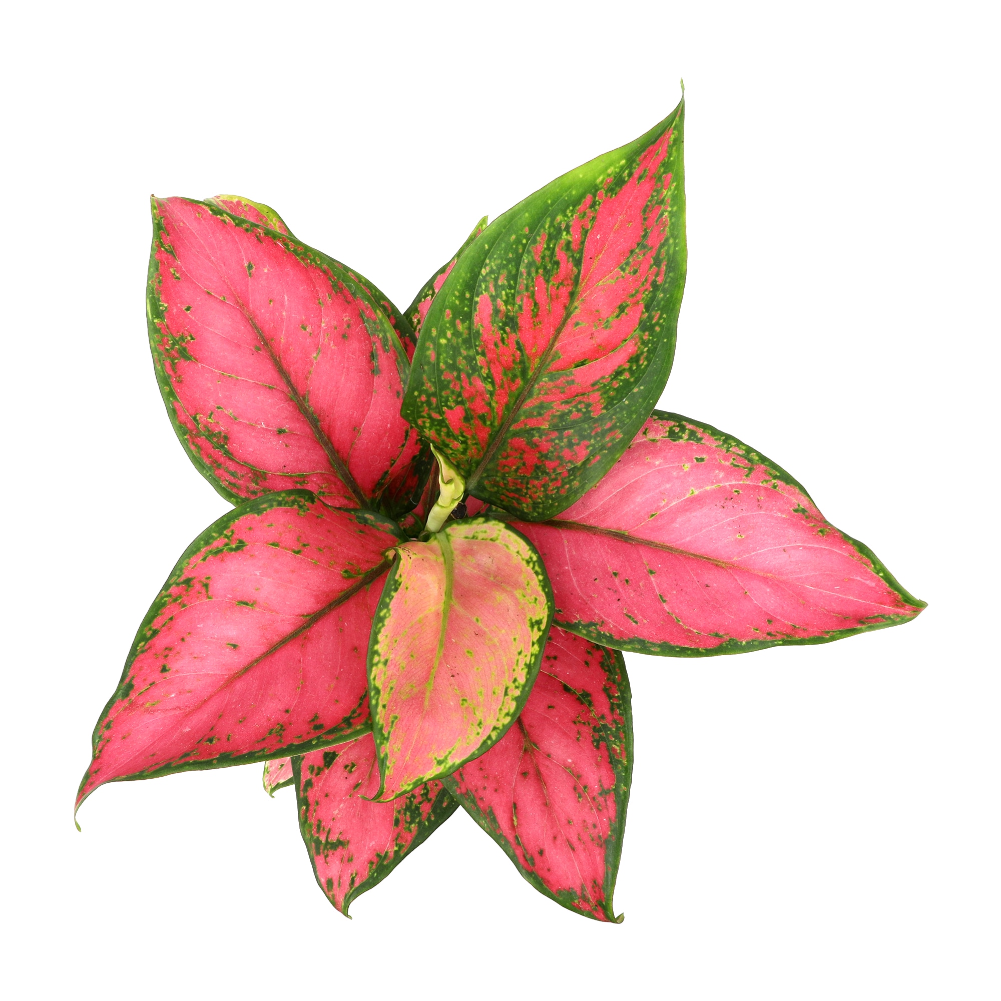 Altman Plants 0873015 hseplants - View #5