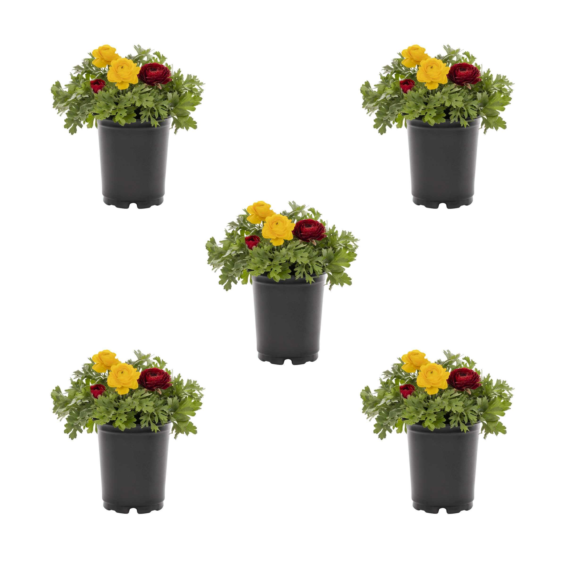 Metrolina Greenhouses Multicolor Buttercup in 1-Quart Pot 5-Pack in the ...