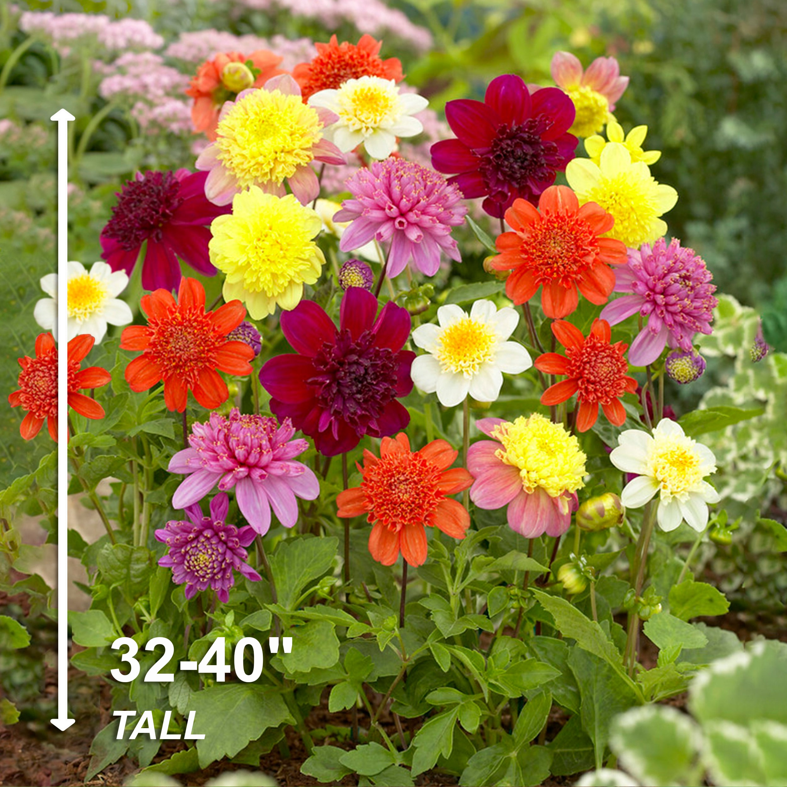 Garden State Bulb ECS-09-04-01 Plant-Bulbs - View #5
