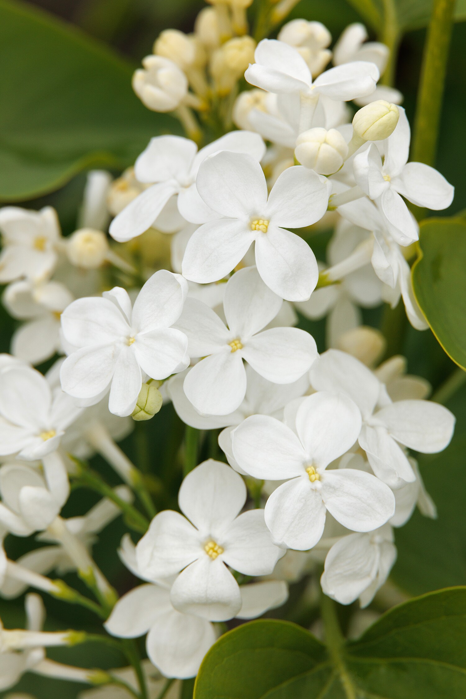 Fragrant Betsy Ross Lilac Shrubs at Lowes.com