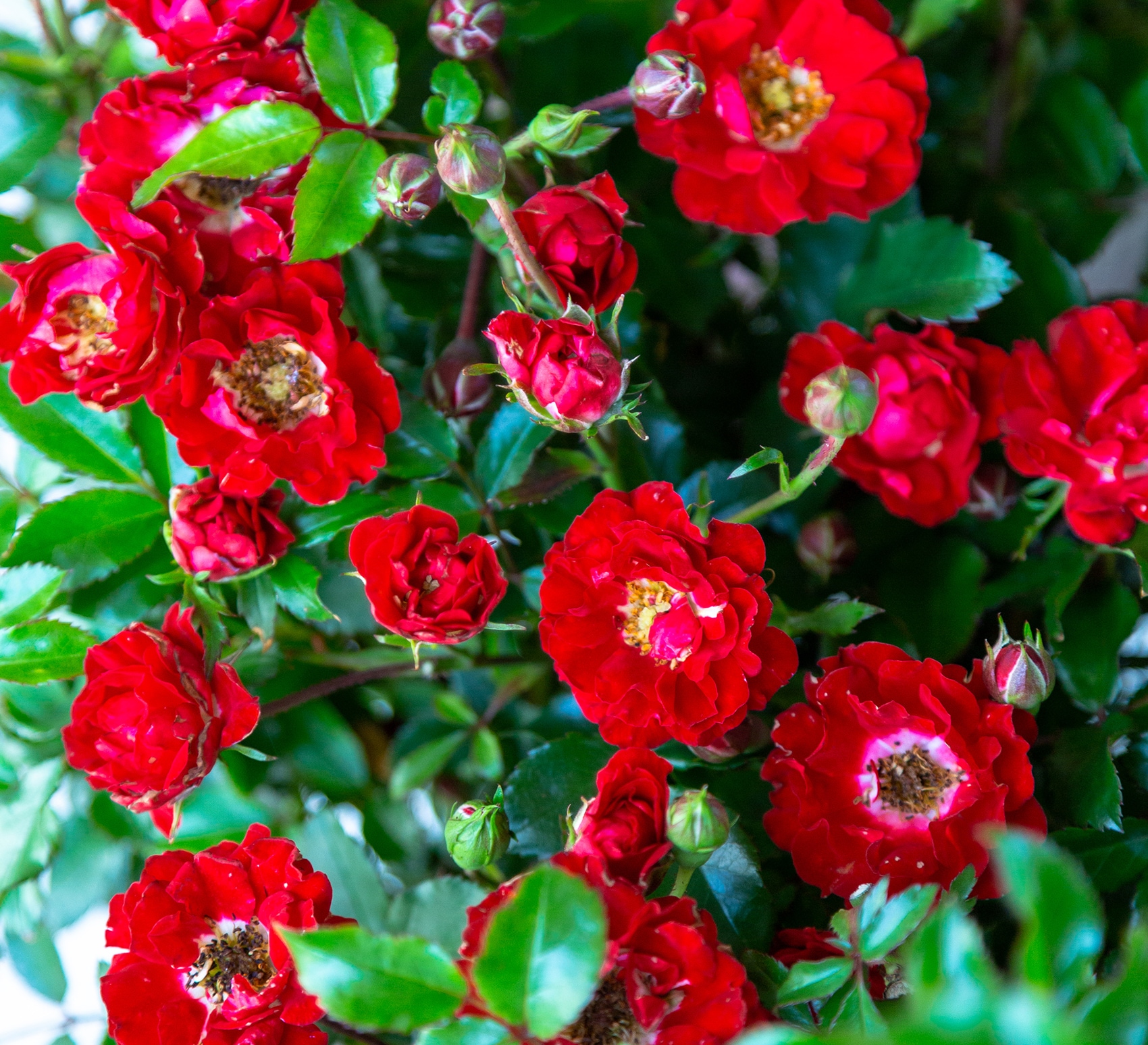 Southern Living Plant Collection It's A Breeze Rose Shrubs Near Me at ...