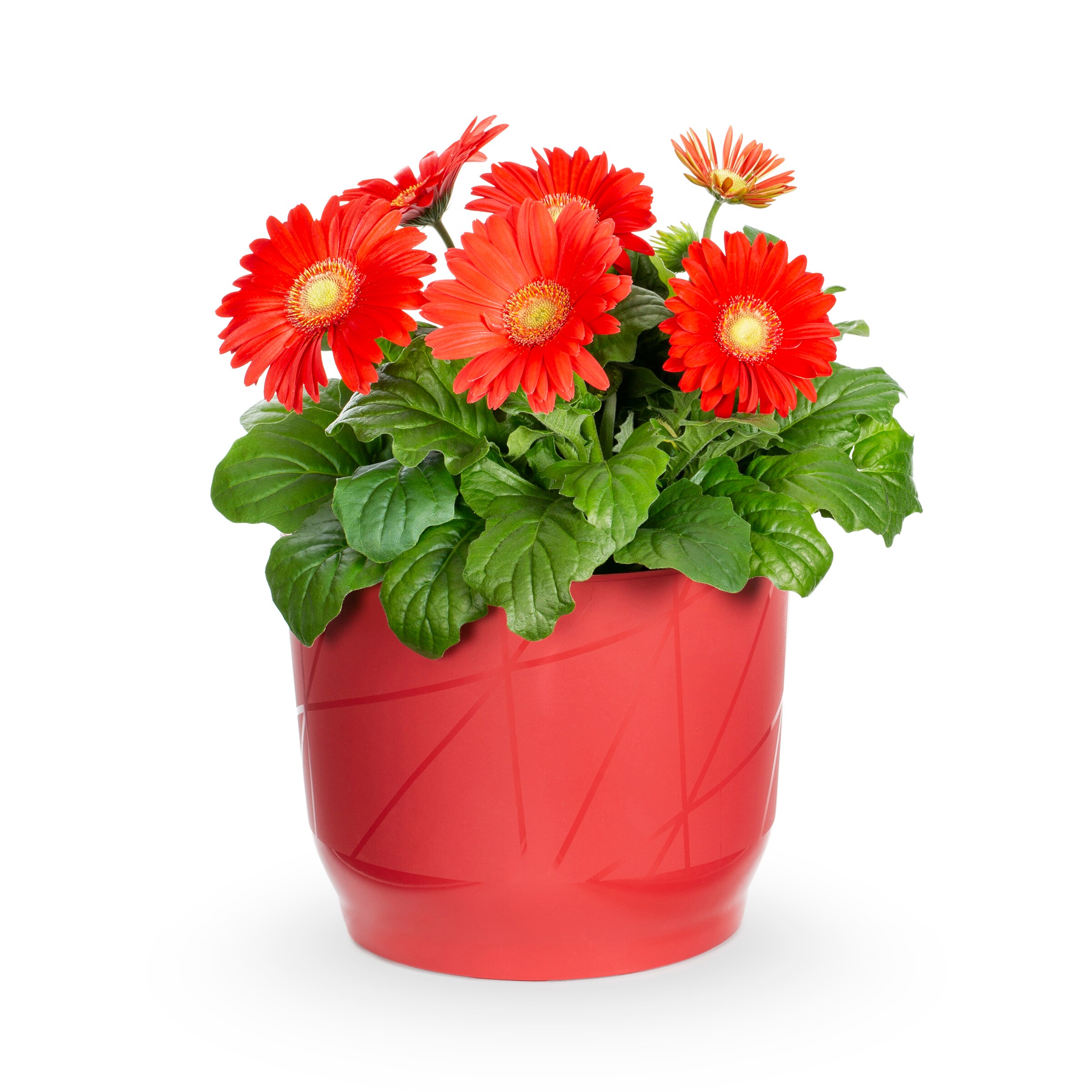 Lowe's 208525 annuals - View #7