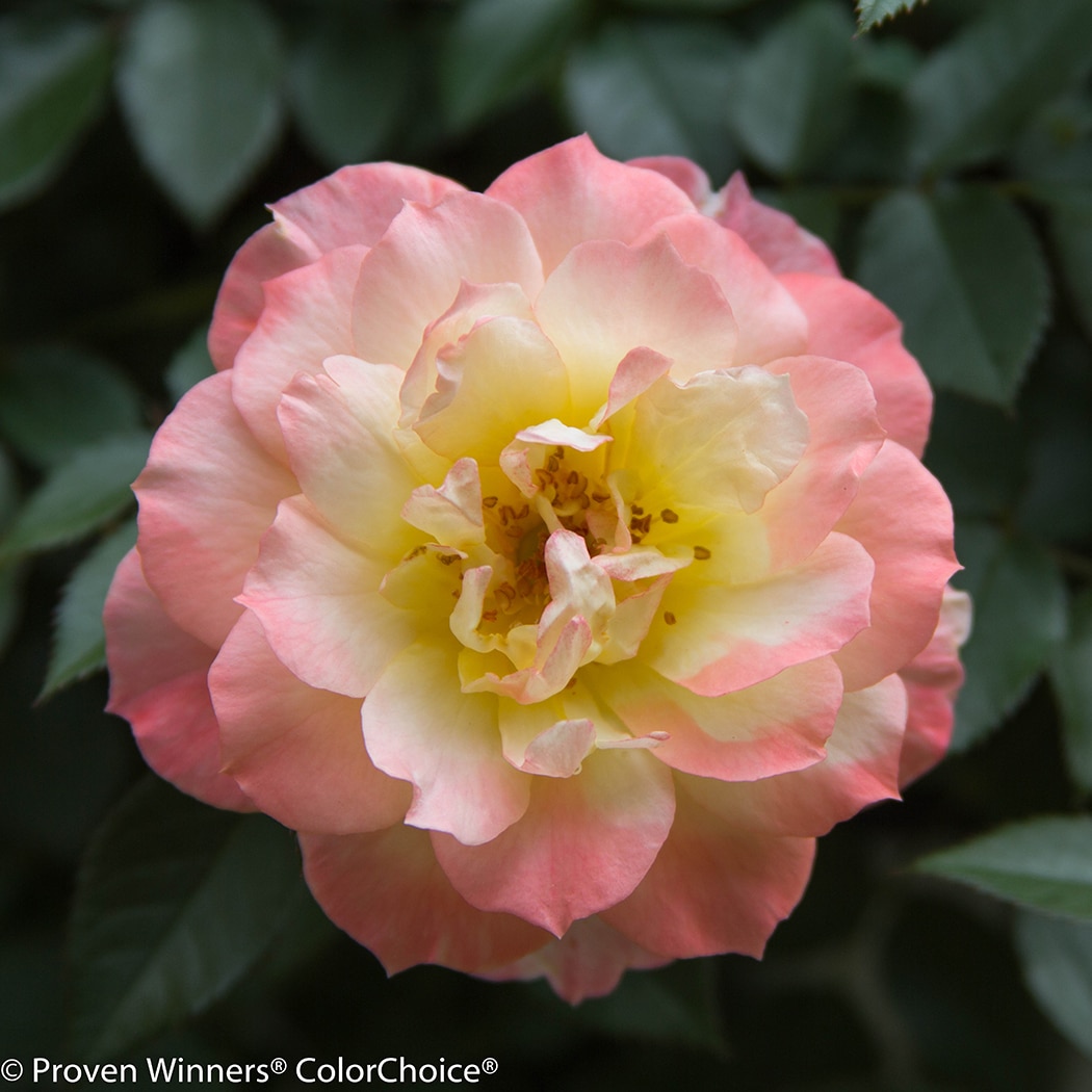 Proven Winners ROSPRC1087800 shrubs - View #4