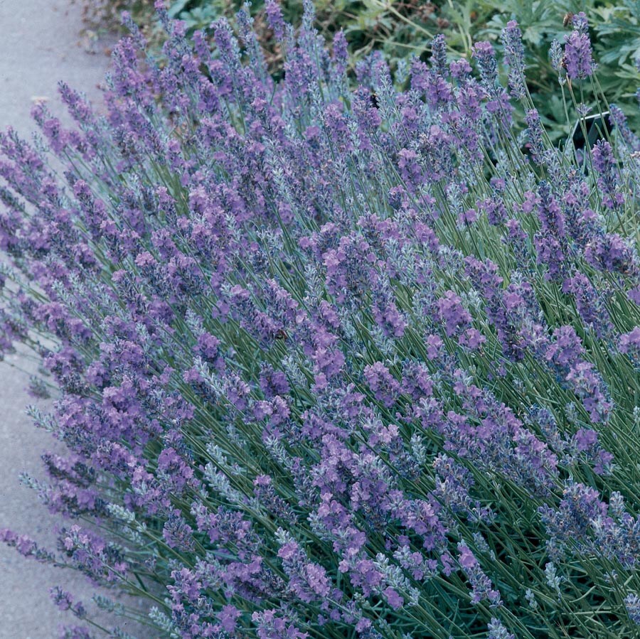 Lowe's Purple English Lavender in 2-Gallon (s) Planter in the Perennials  department at