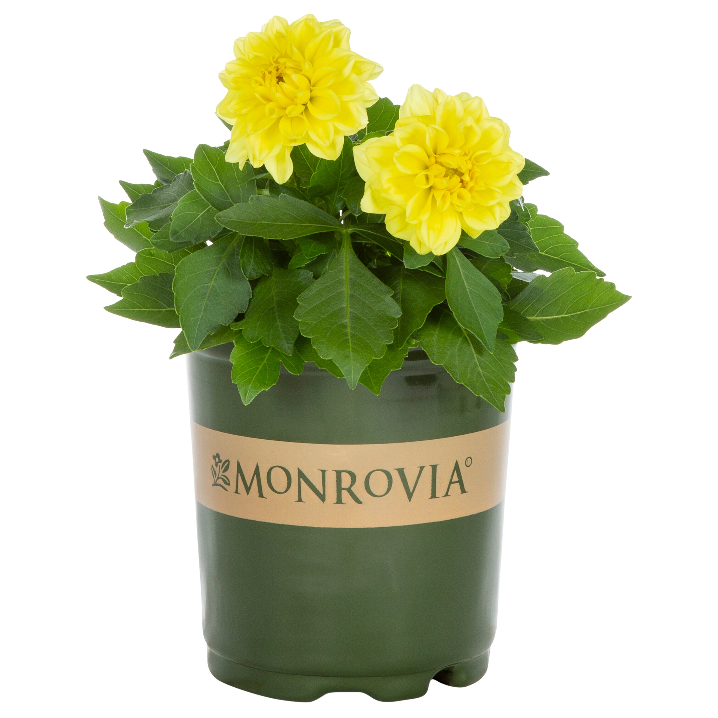 Monrovia 4699 annuals - View #5