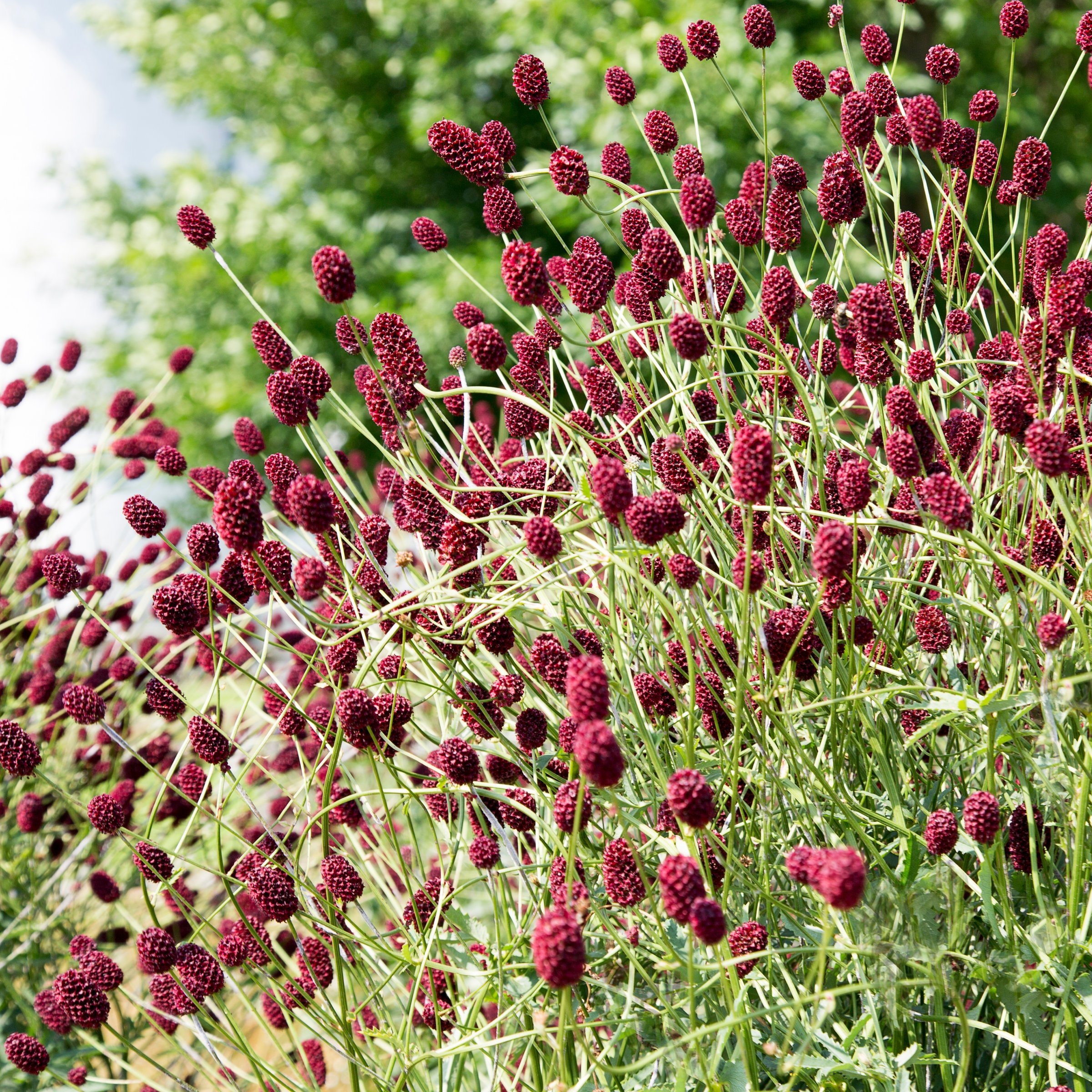 National Plant Network LW1922 Red Sanguisorba Little Angel Variegated Plant in 3 -Pack Bareroot 3 -Pack