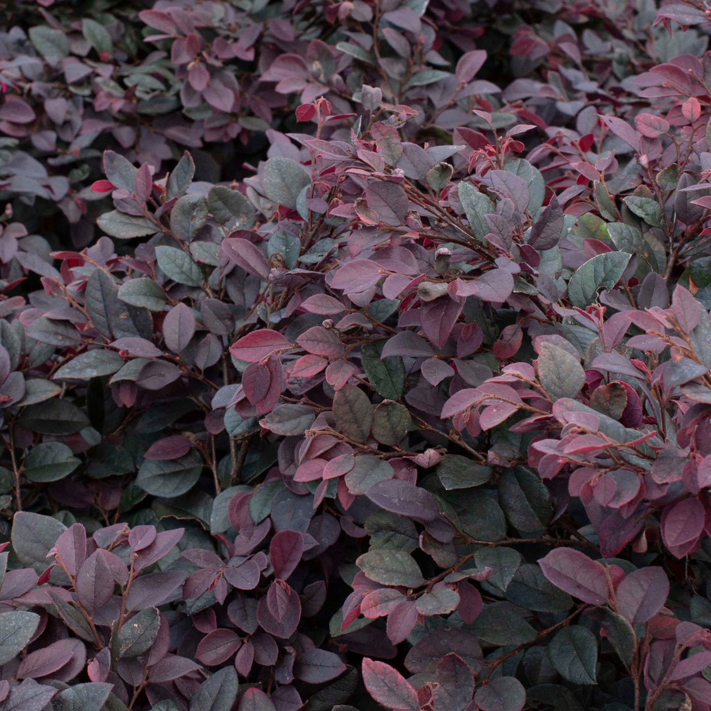 National Plant Network LW1809 shrubs - View #3