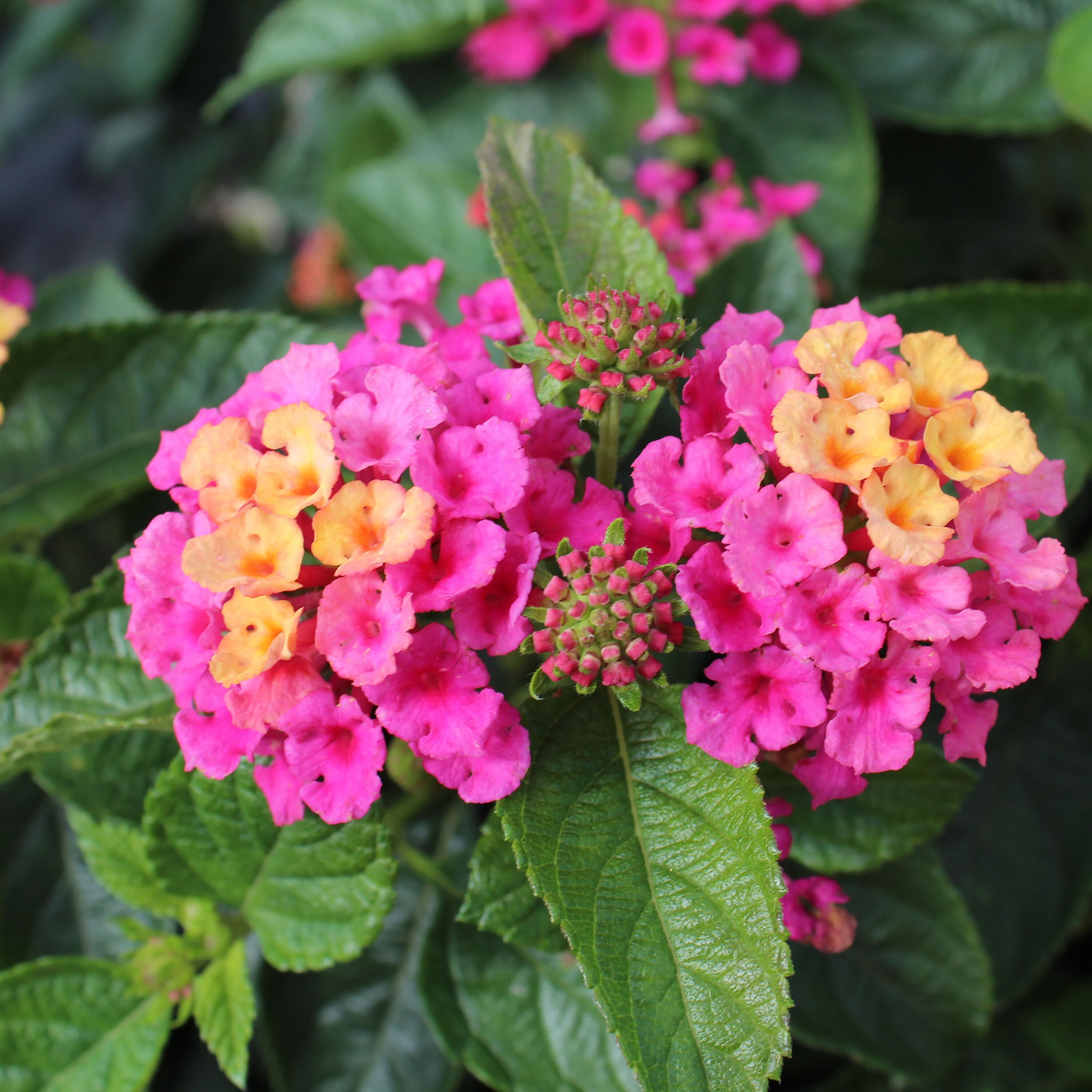 Proven Winners Luscious Royale Cosmo Lantana in 4.25-in Pot 4-Pack ...