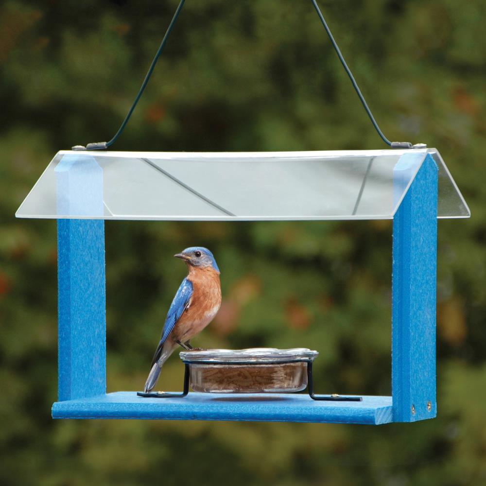 bluebird feeder lowe's