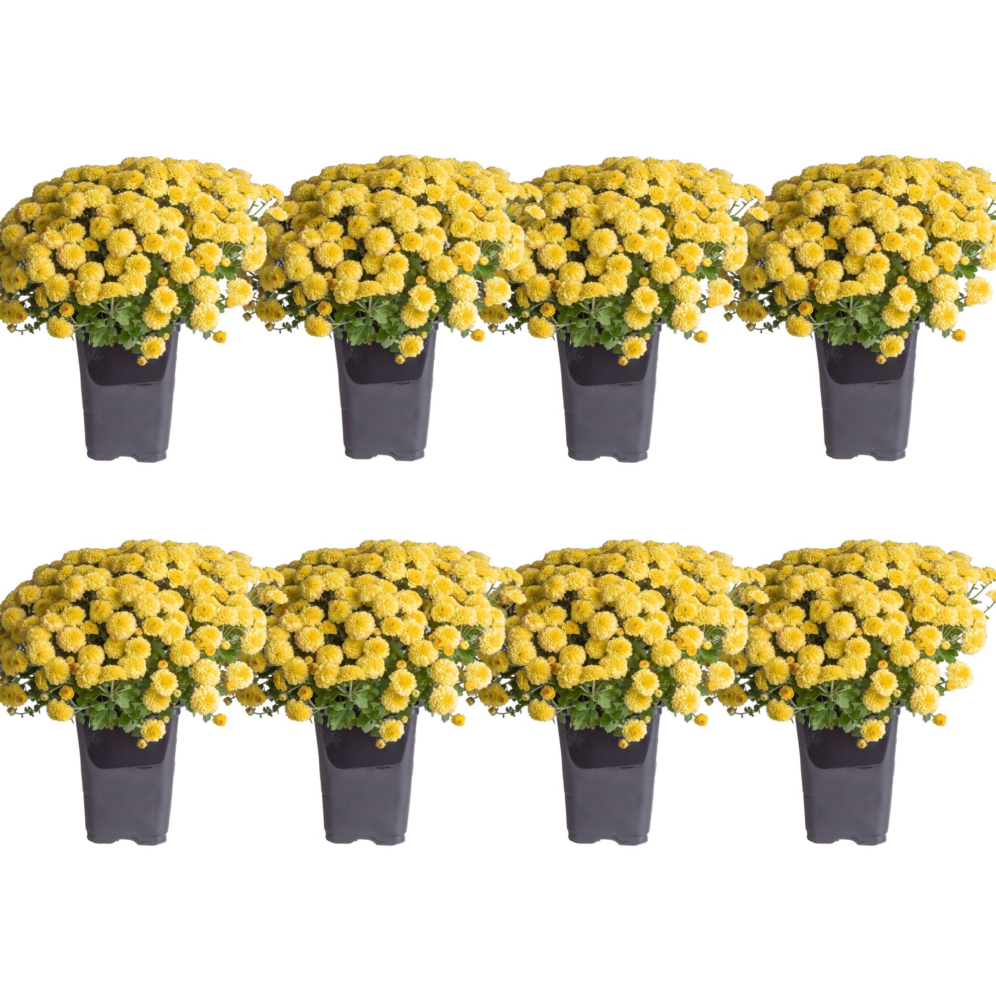 Costa Farms S-FM6-G-POT-08-LW Yellow Mum in 1-Quart Pot 8-Pack