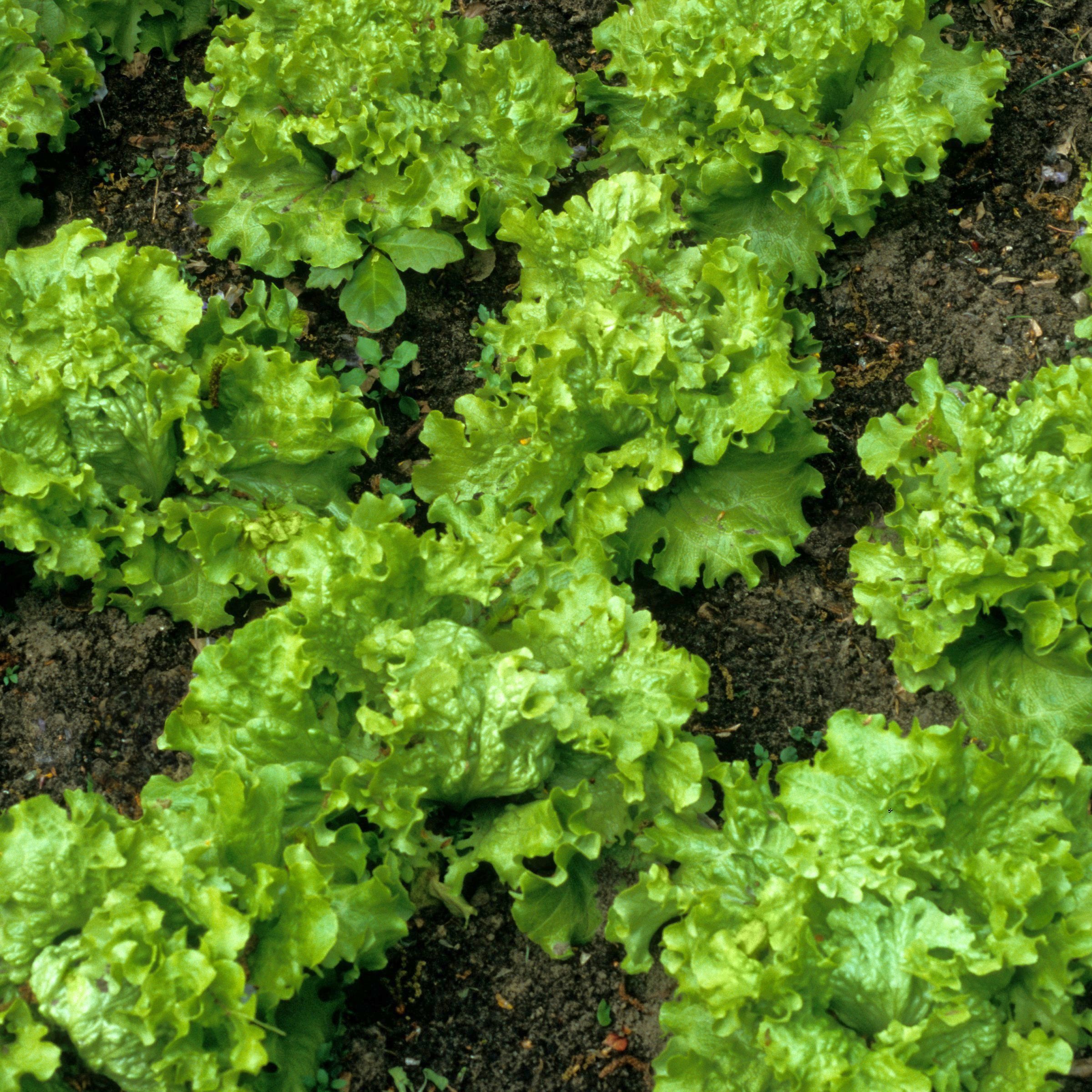 National Plant Network LW2255 Vegetable-Plants - View #7