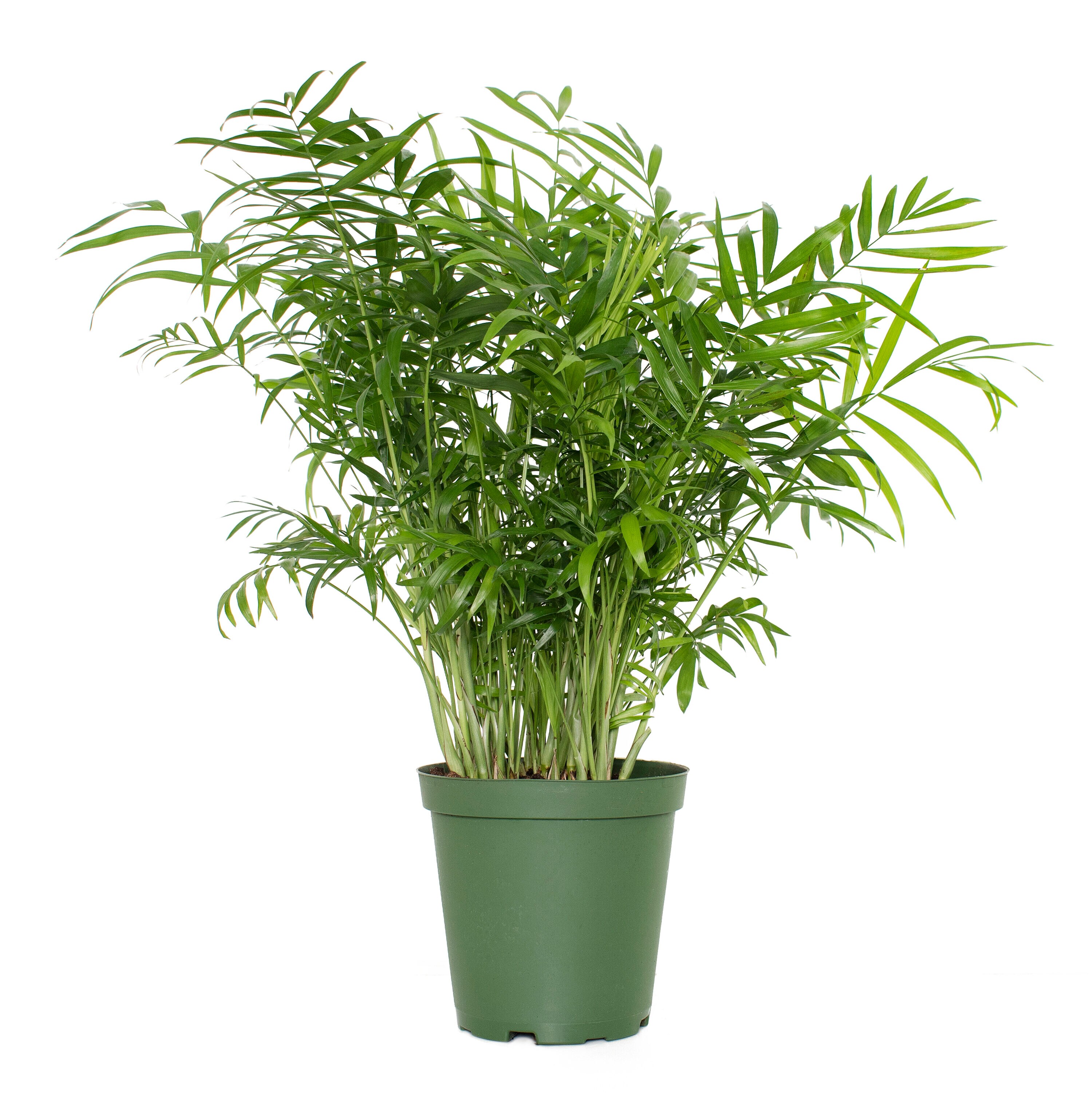 National Plant Network LW4686 hseplants - View #5