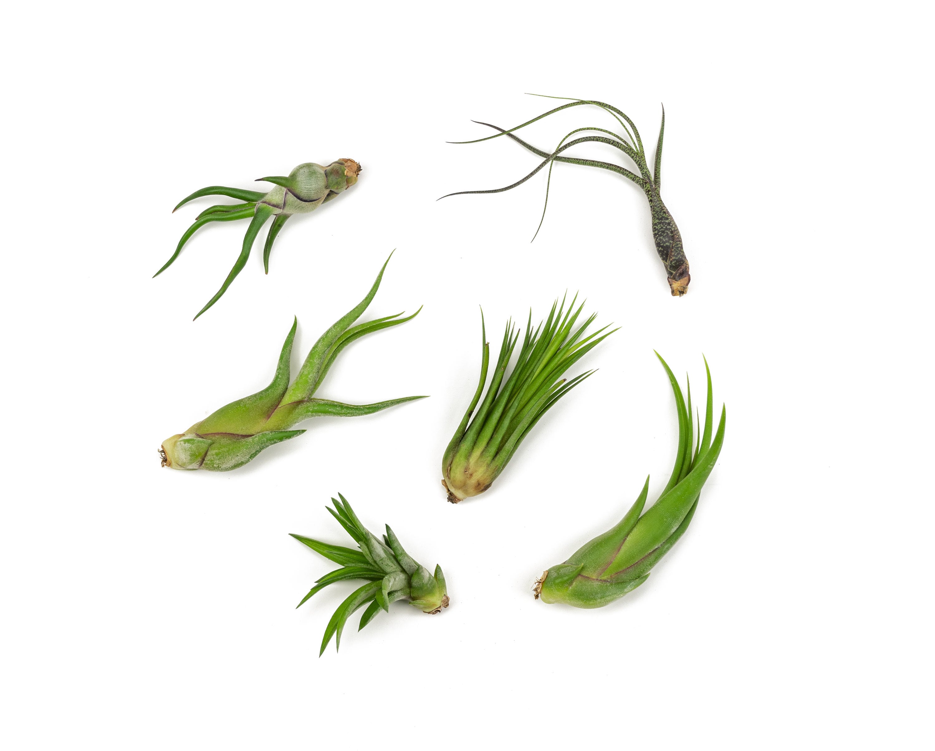 Tillandsia (Air Plants)