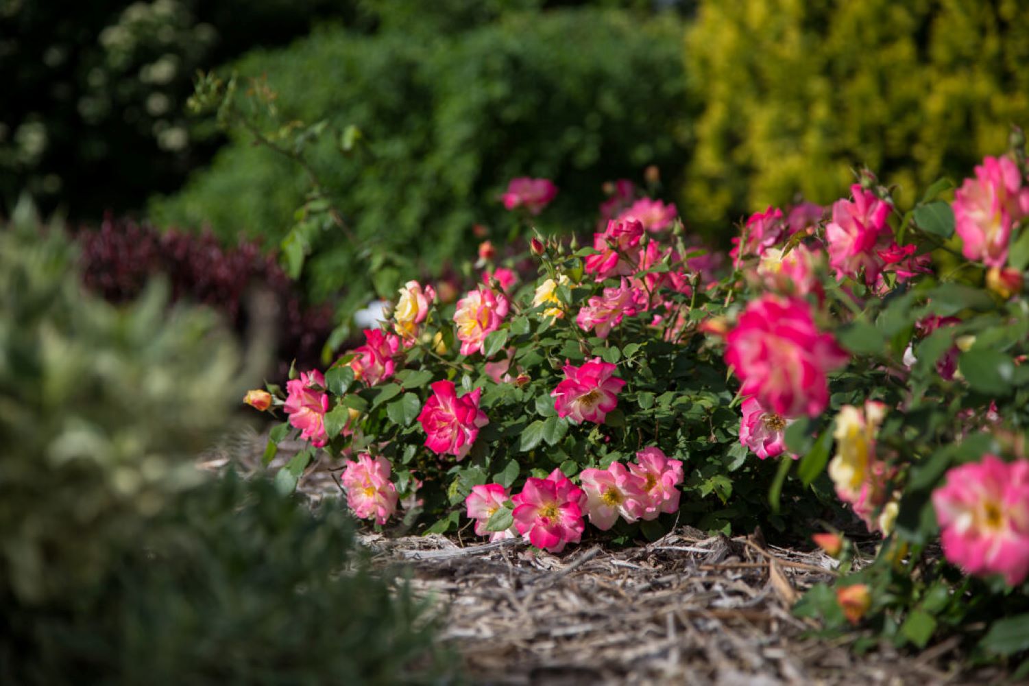 Lowe's NURSERY shrubs - View #5