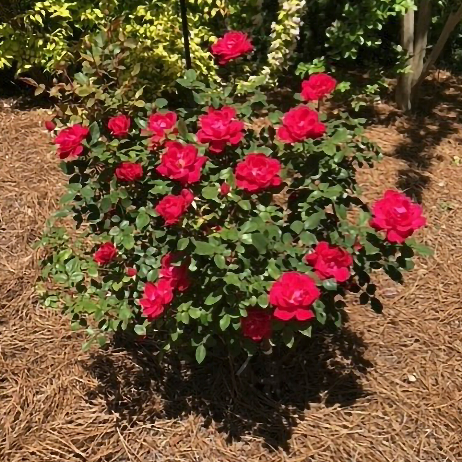 Spring Hill Nurseries Red Double Flowering Knock Out Shrub Rose 1 Pack ...