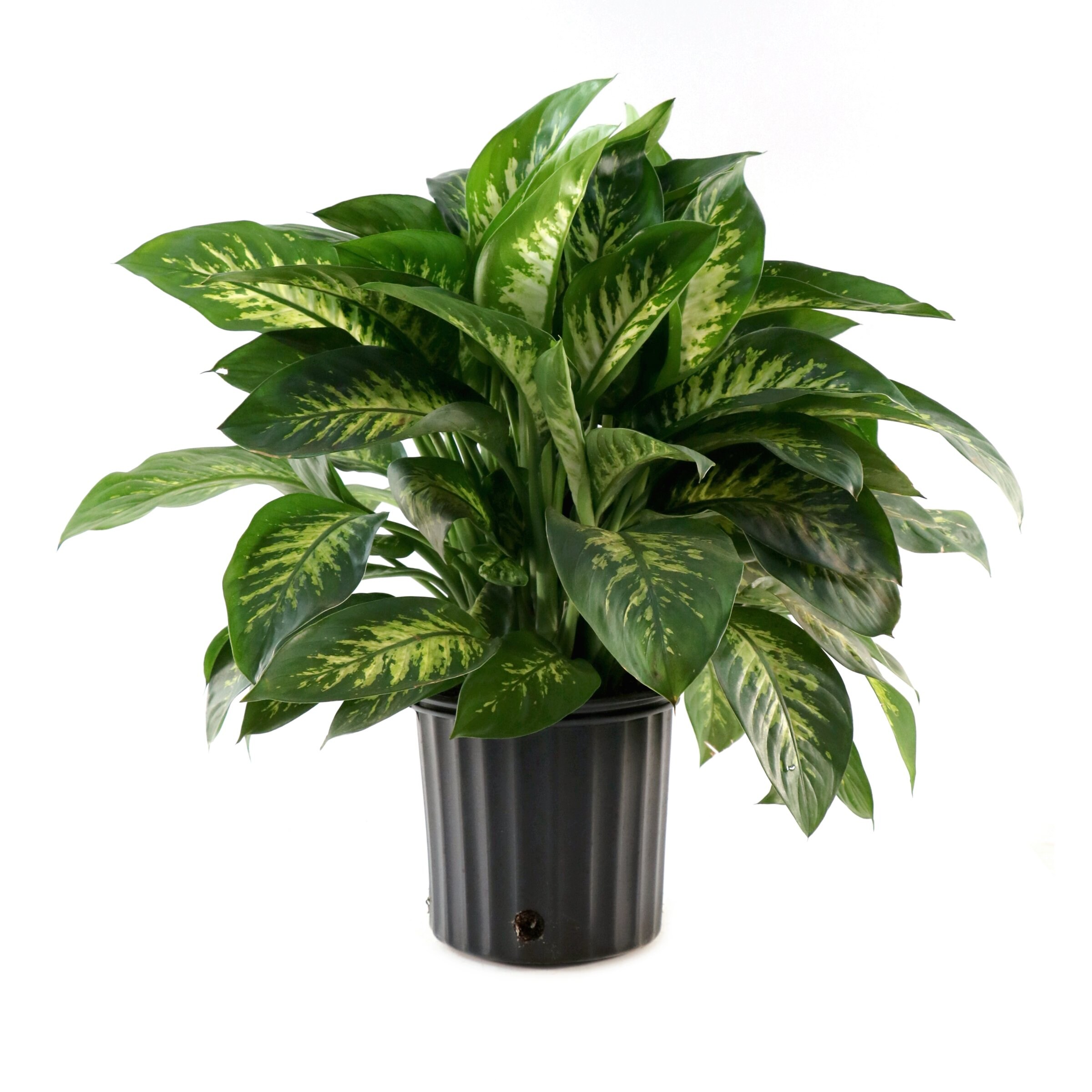 National Plant Network LW2402 hseplants - View #8