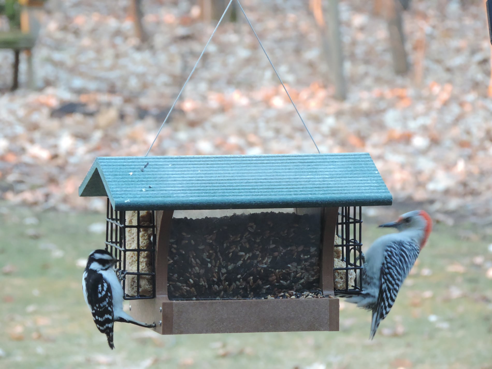 BIRDS CHOICE SN200-S Bird-Feeders - View #6
