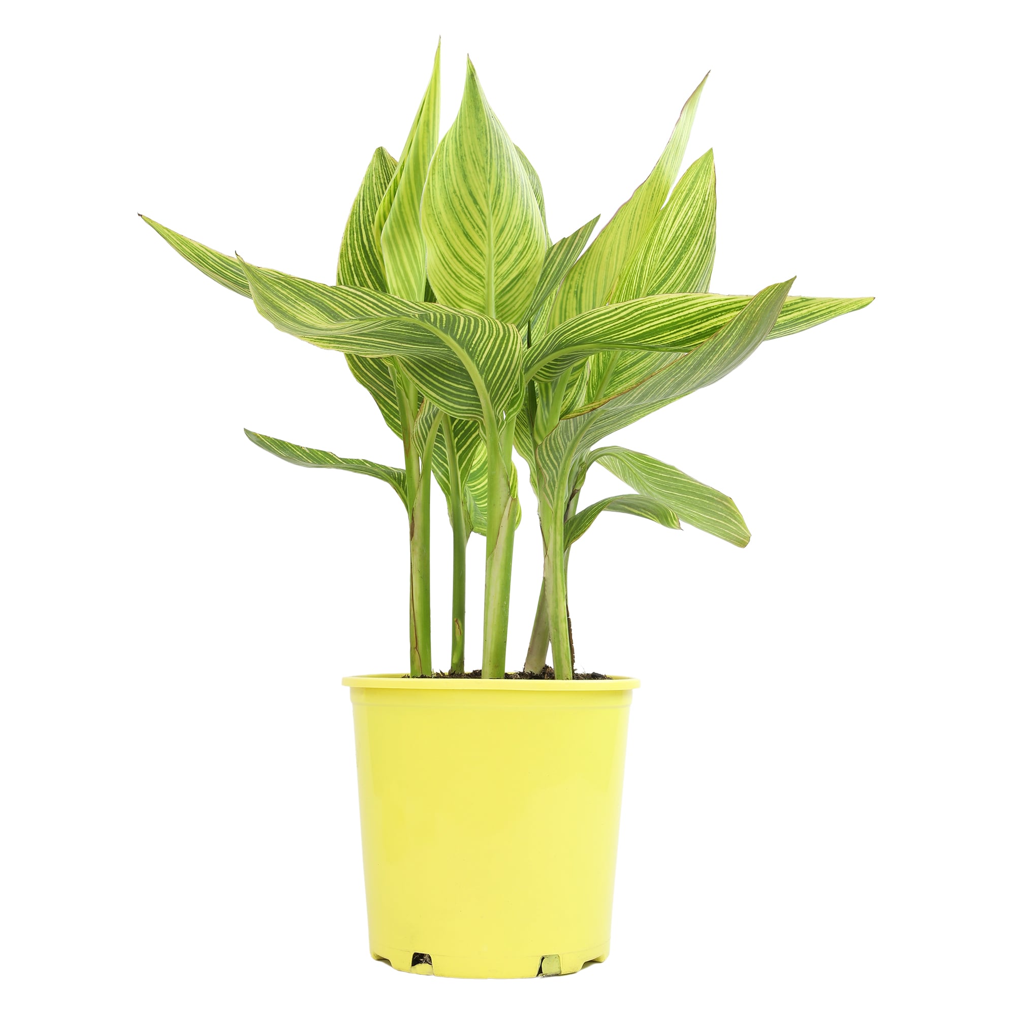 Altman Plants 0881325 perennials - View #8