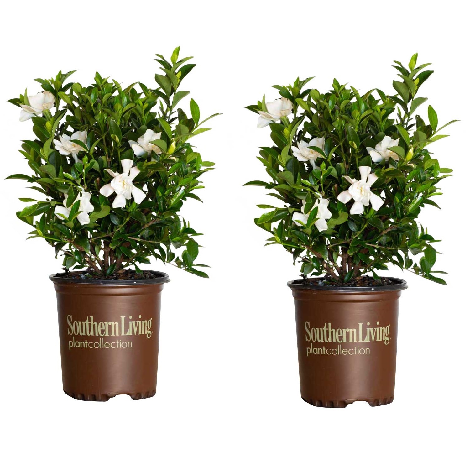 Flowering Shrubs at