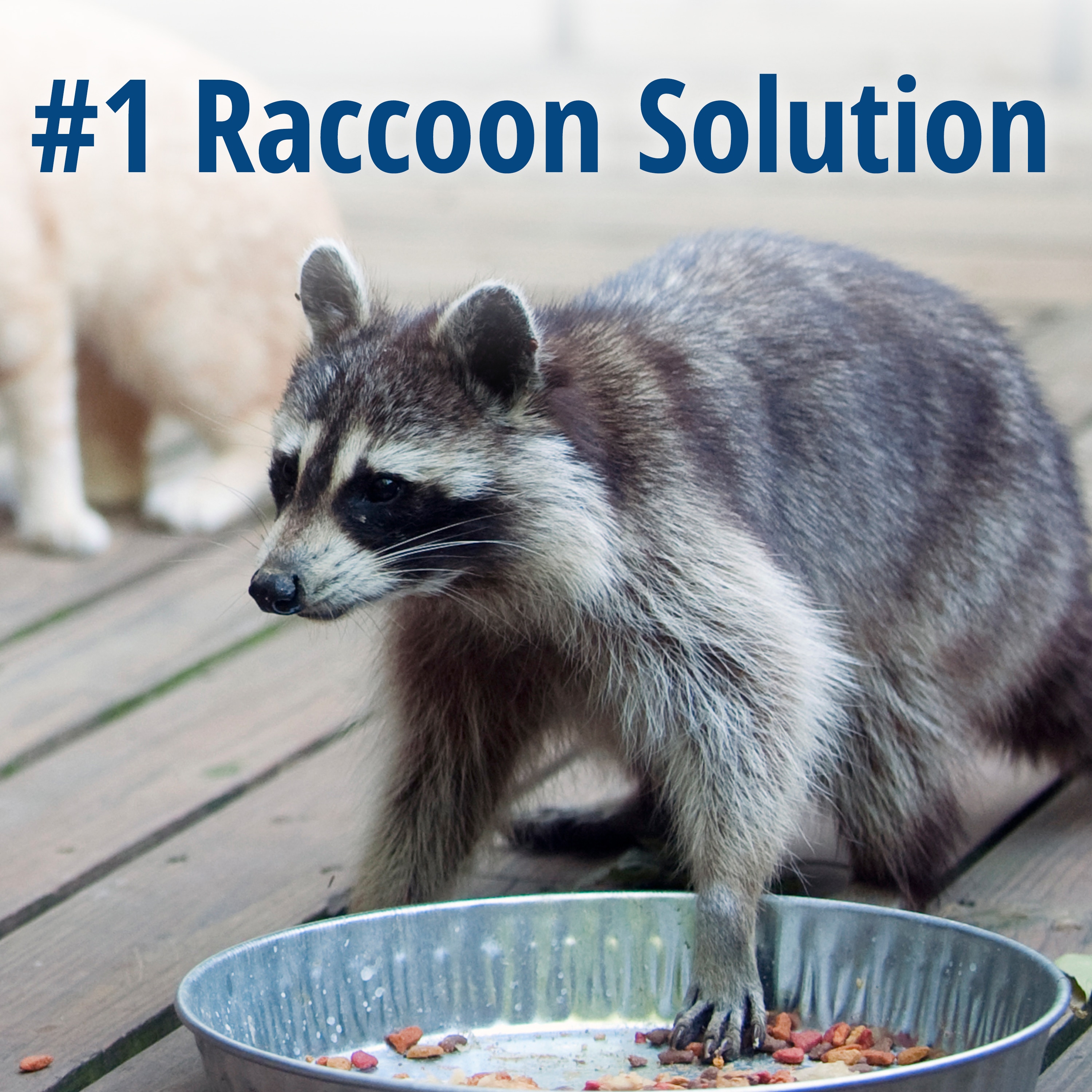 Raccoon & Groundhog Trap – Speed Exterminating