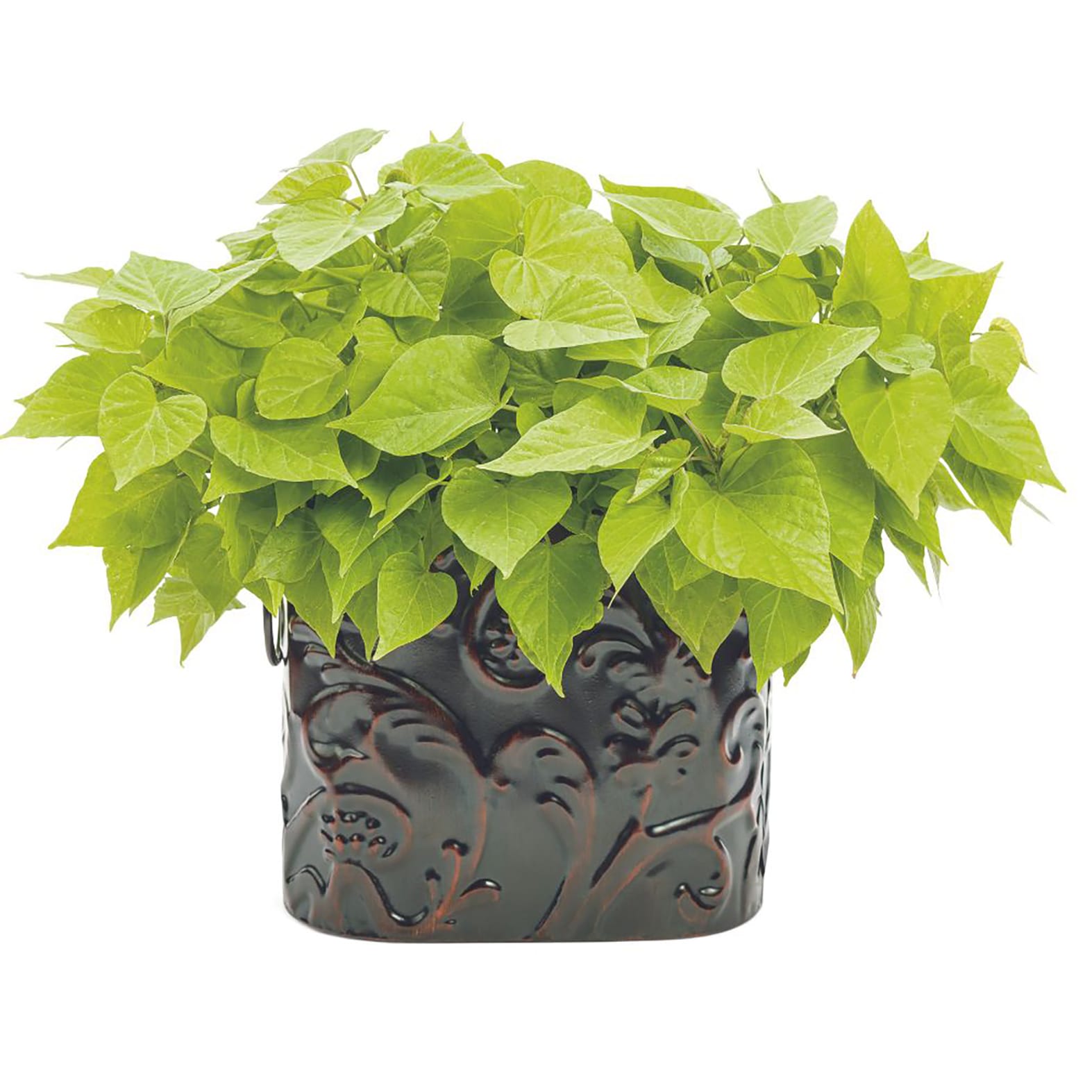 Proven Winners IPOPRW5197504 annuals - View #5