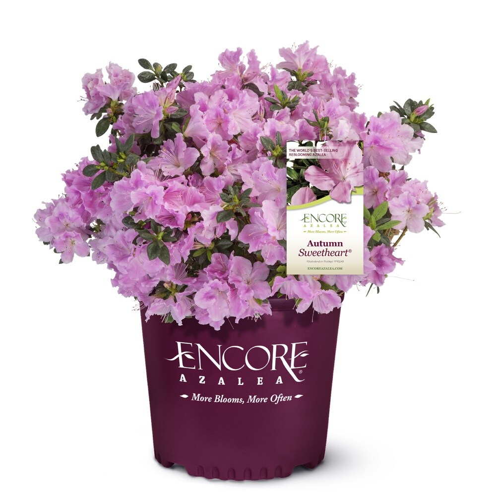 Encore Azalea 80622-1 Autumn Sweetheart Azalea Flowering Shrub in 2 -Gallon Pot 1 -Pack with Pink Blooms