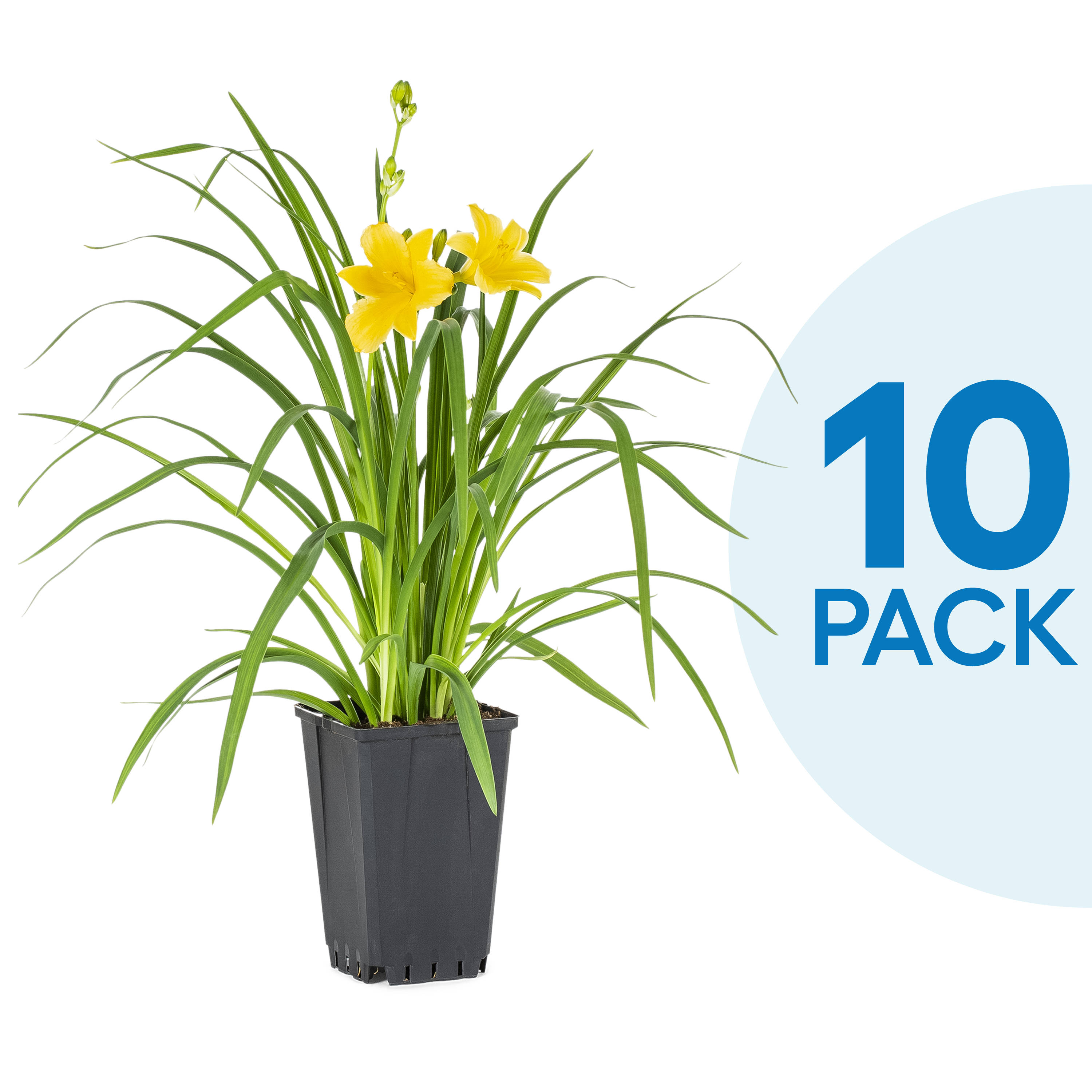 4097 10-Pack Daylily in 1-Quart Pot