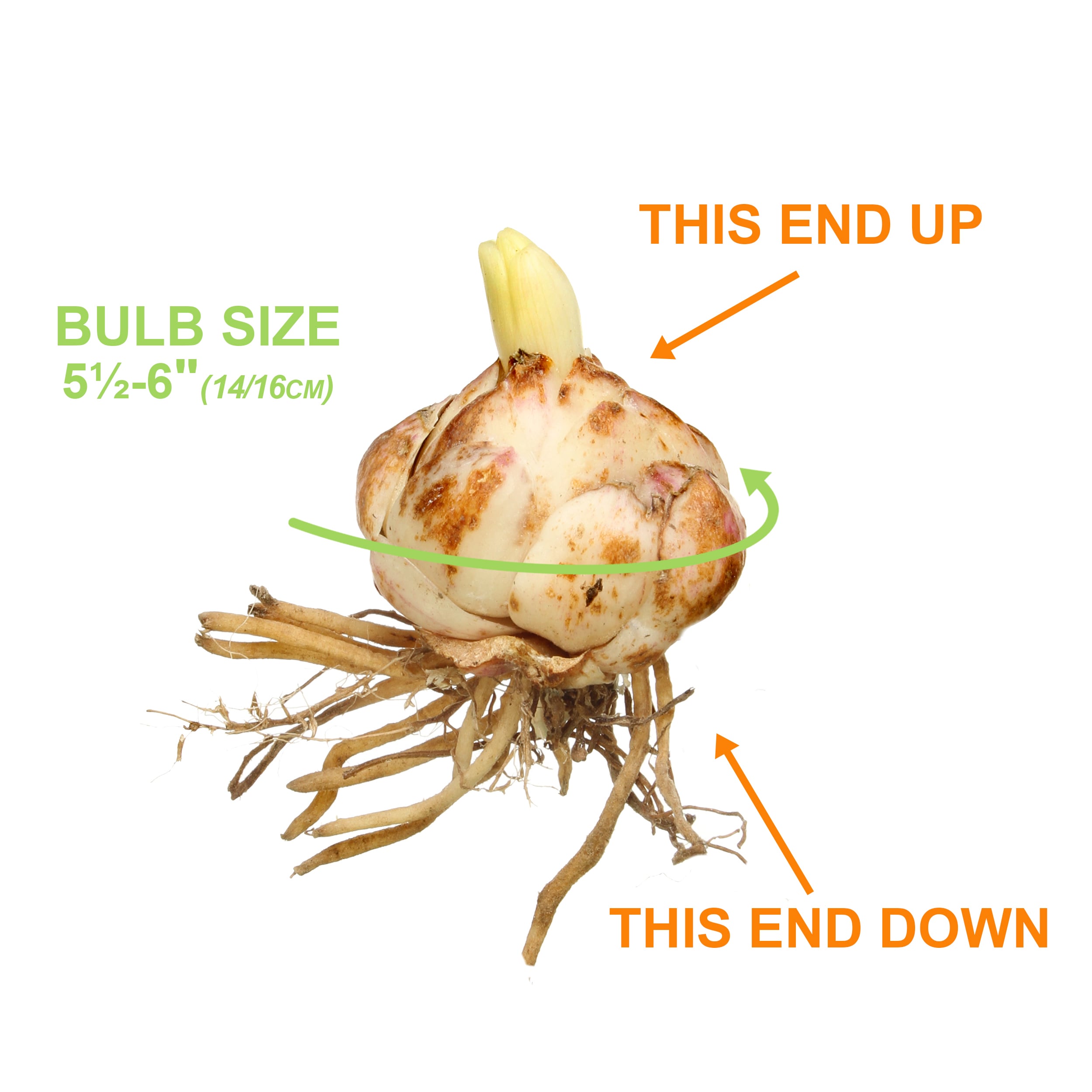 Garden State Bulb ECS-55-30-03 Plant-Bulbs - View #3