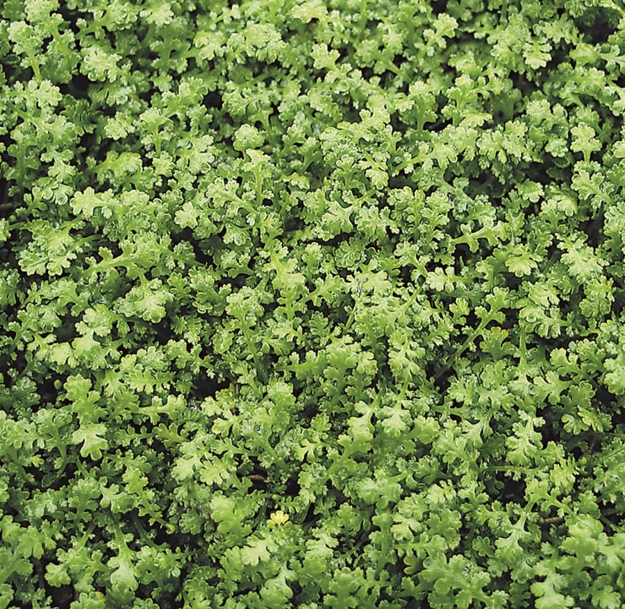 Miniature Brass Buttons Ground Cover at