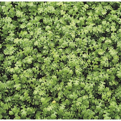 Miniature Brass Buttons Ground Cover at