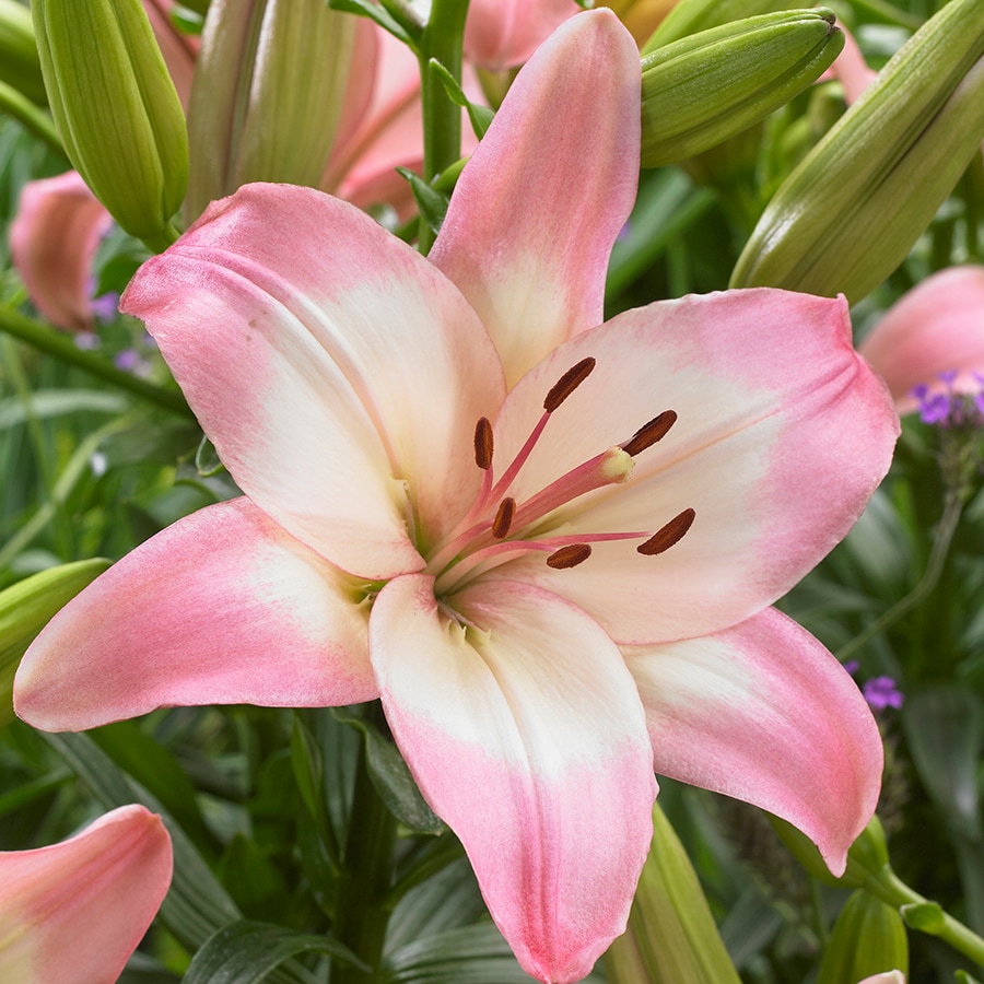Lowe's Pink Lily Bulbs Bagged 6-Count - Attracts Butterflies