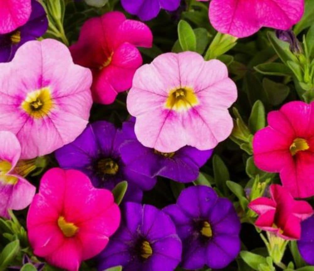  753262 Multicolor Calibrachoa in 2.5 Gallon(s) Planter 1 -Pack