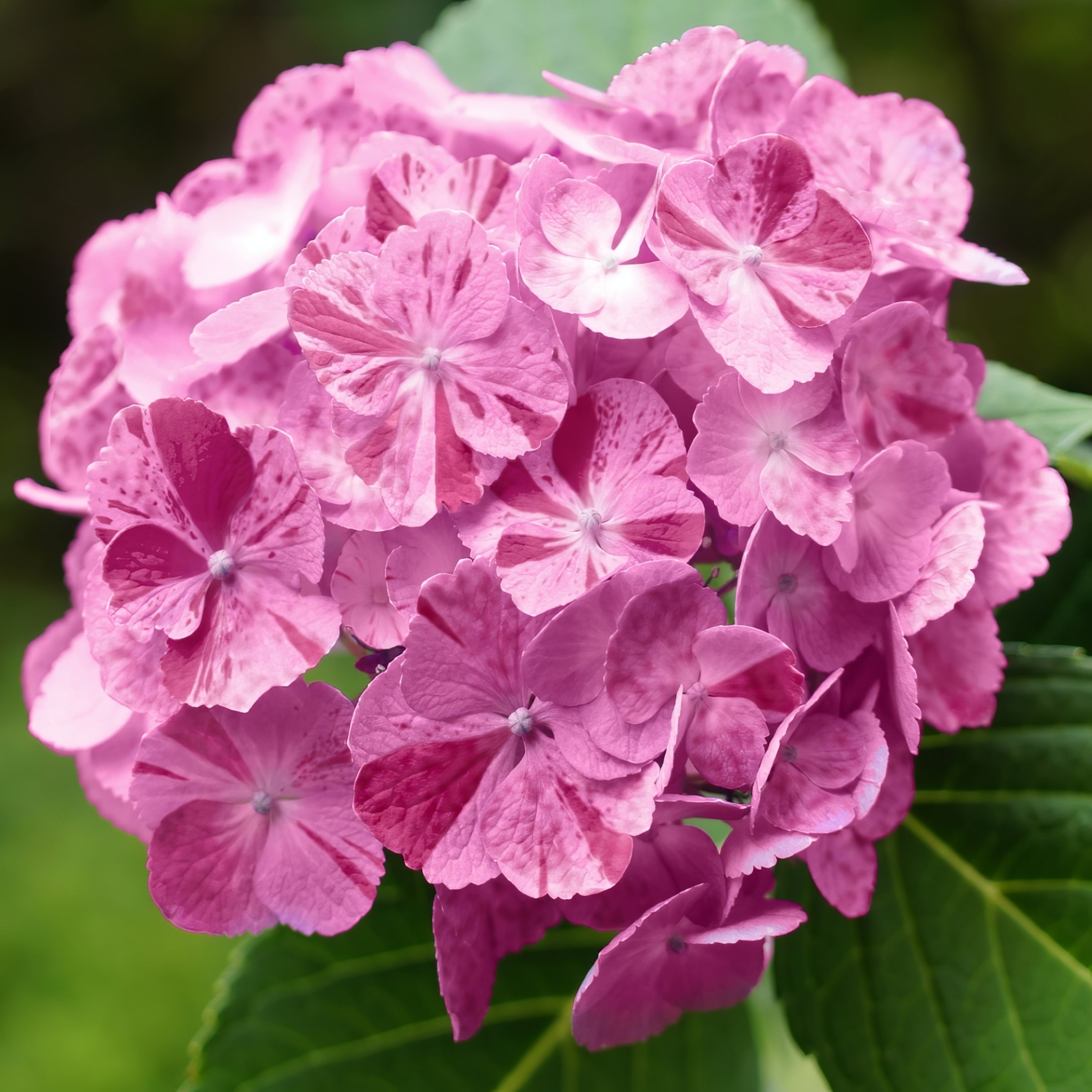 National Plant Network Pink Hydrangea Flowering Shrub in 3 Pack(s) Pot ...