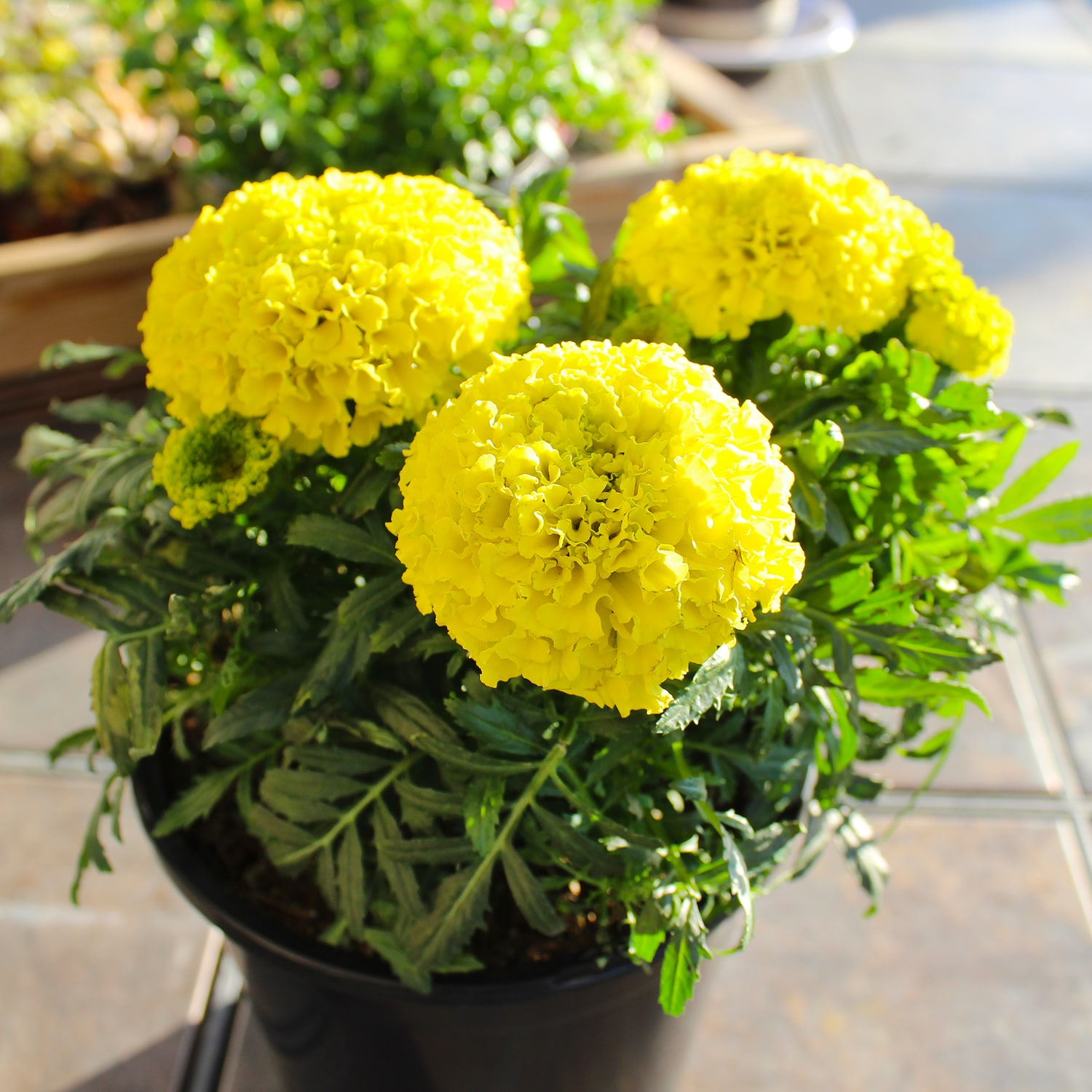 Altman Plants 0881418 annuals - View #5
