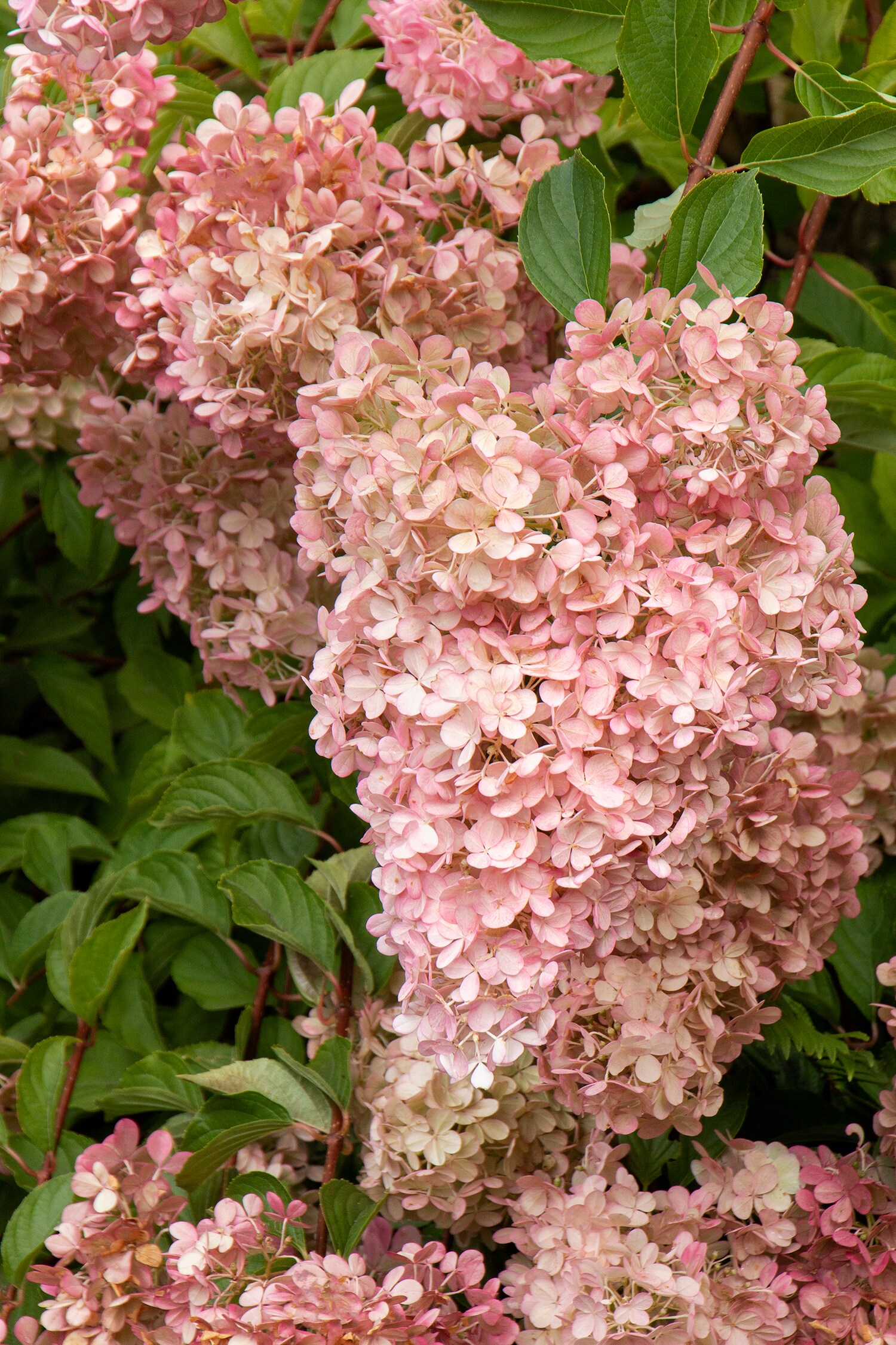 Monrovia 403997PT Phantom Panicle Hydrangea Flowering Shrub in 6.2 -Gallon Pot 1 -Pack with Yellow Blooms