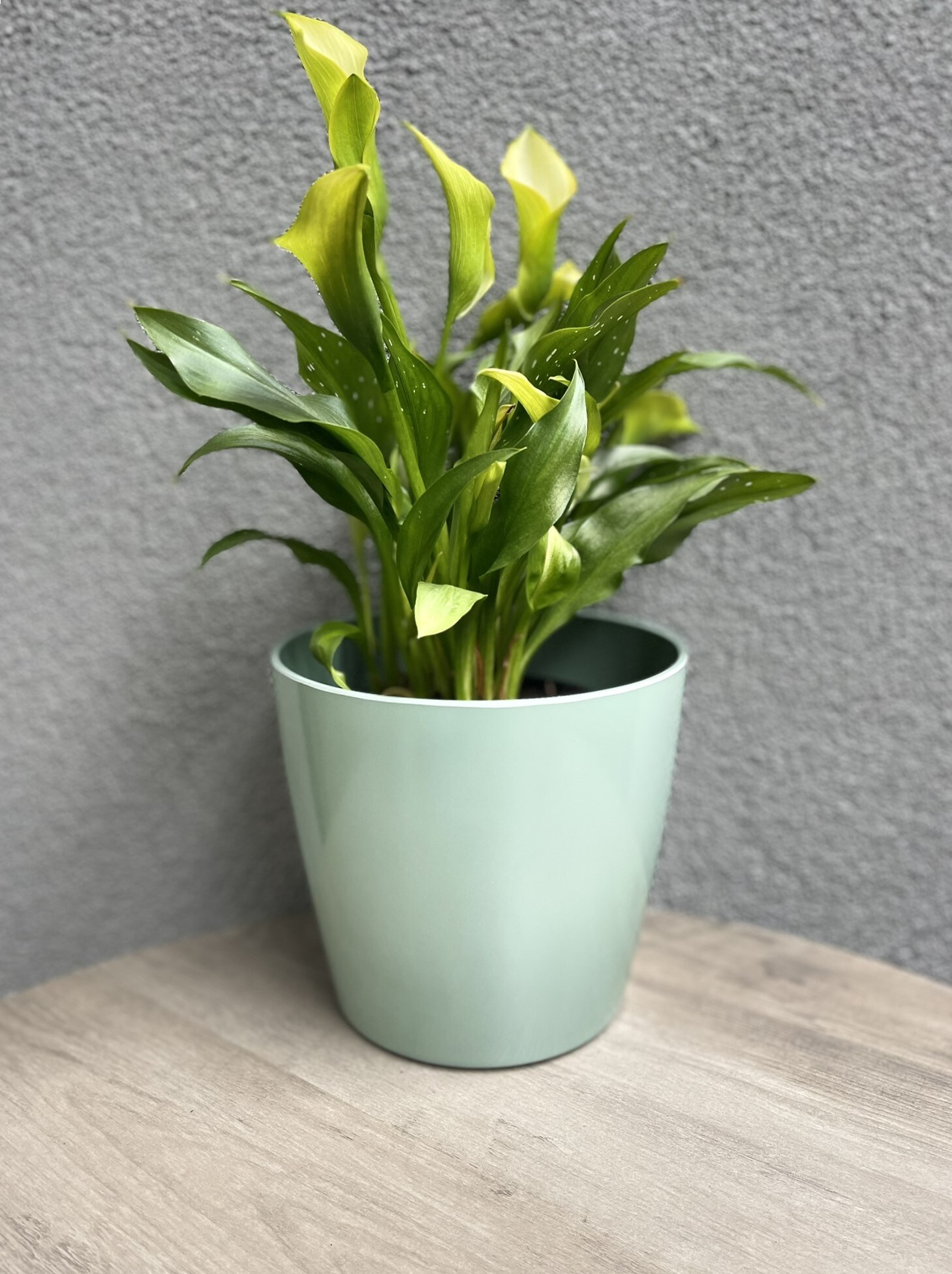  5-5703 Planter-Window-Box - View #7