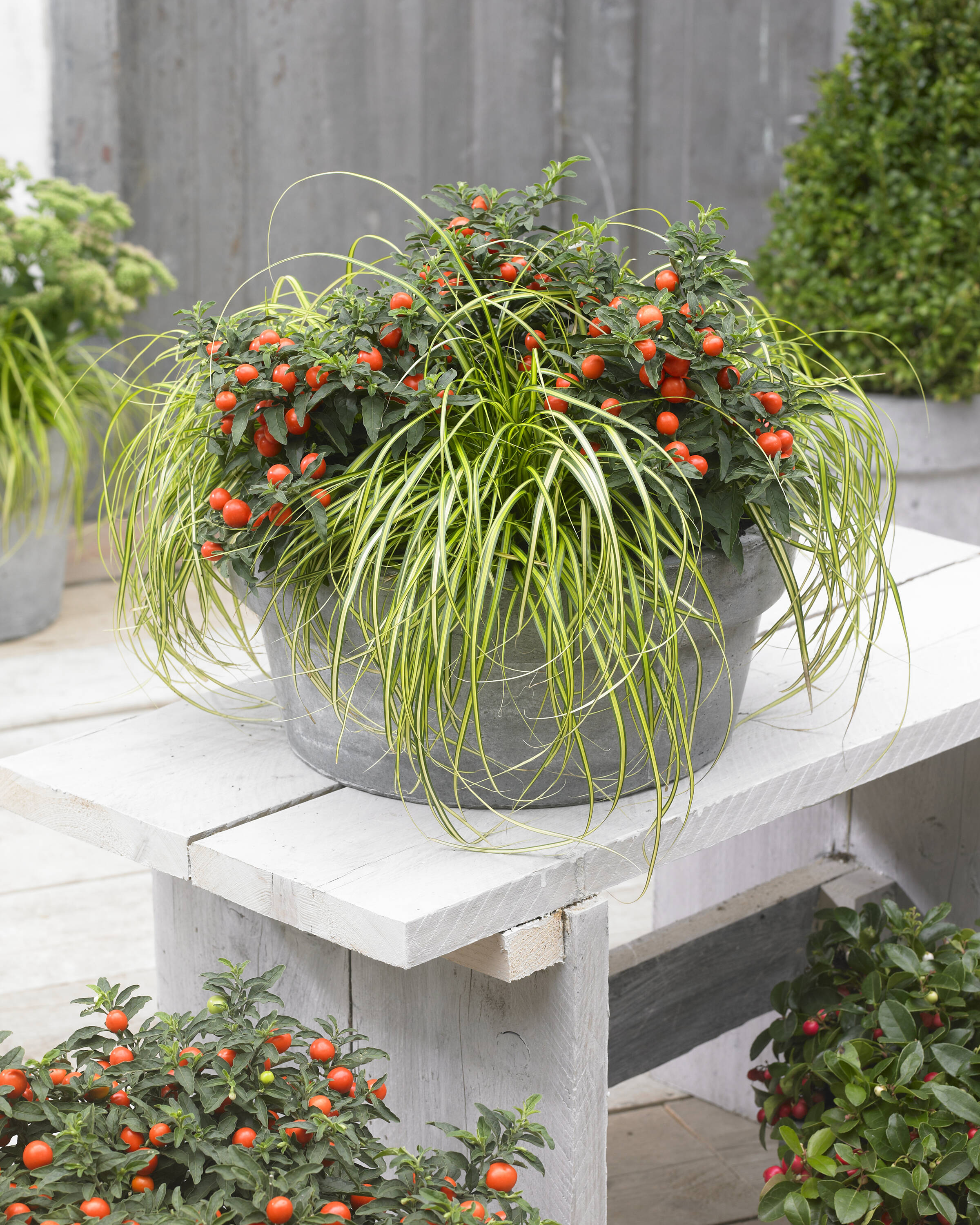  1032 perennials - View #2