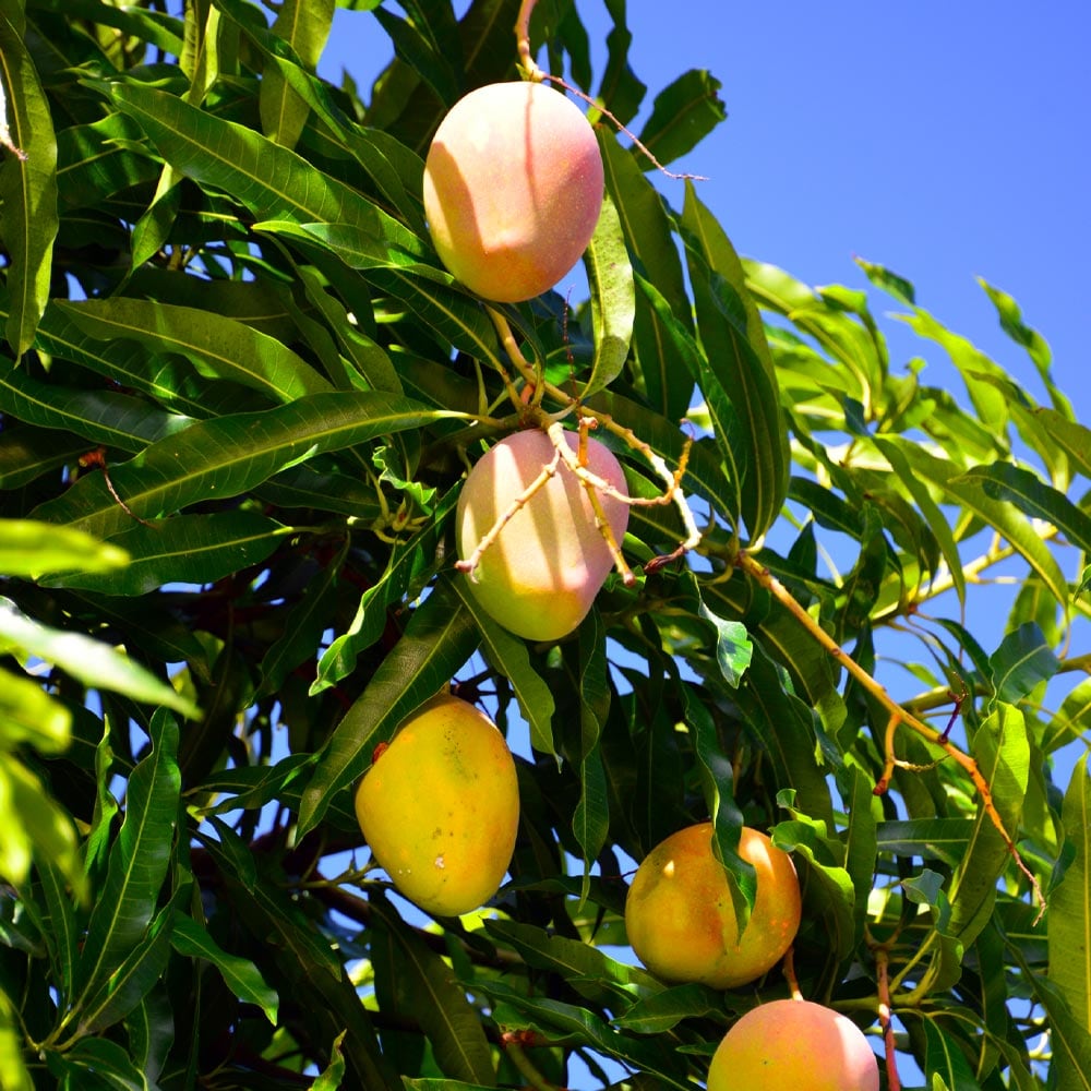Brighter Blooms 17438 Fruit-Plants - View #4