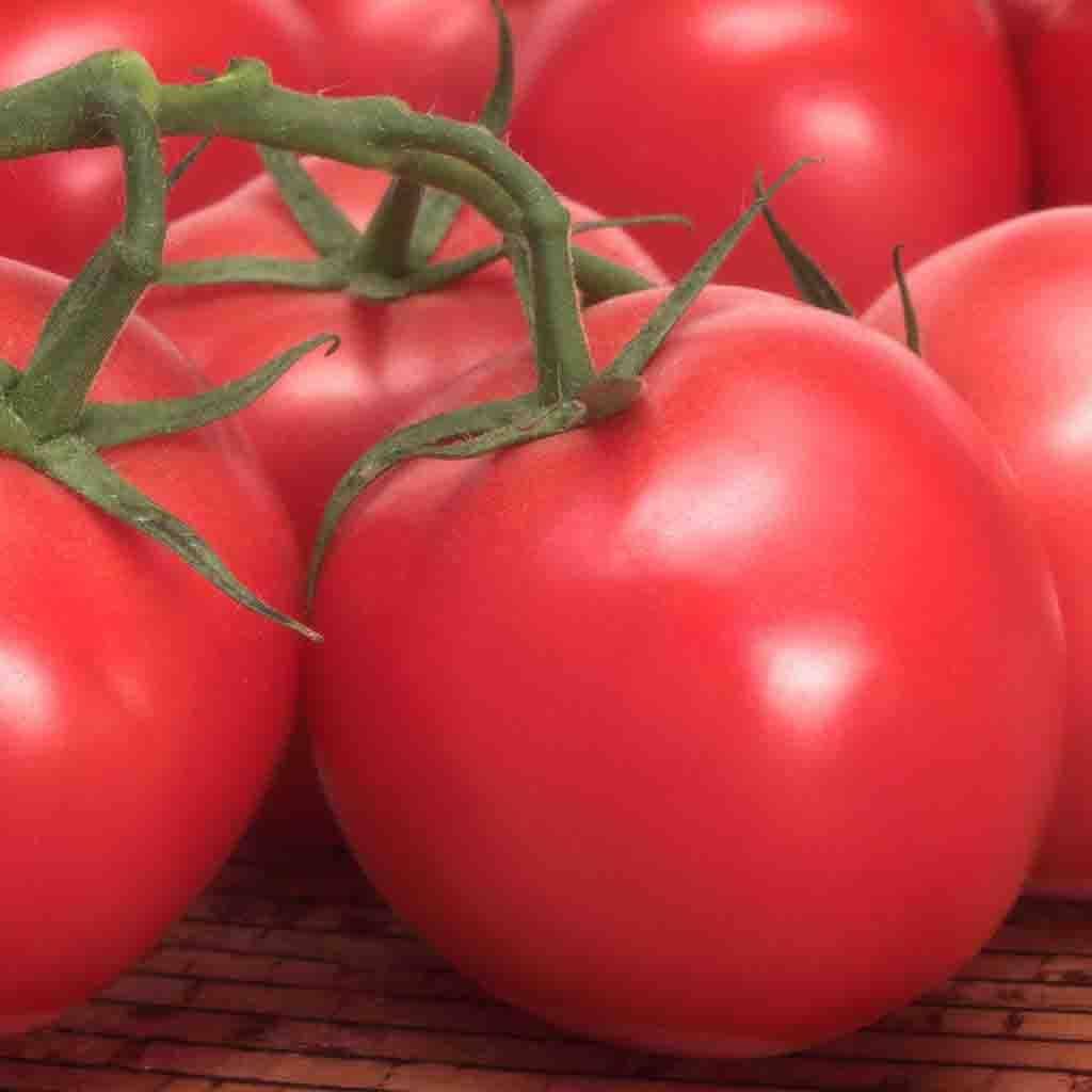 Ferry-Morse LC25.4164 Vegetable-Herb-Seeds - View #3