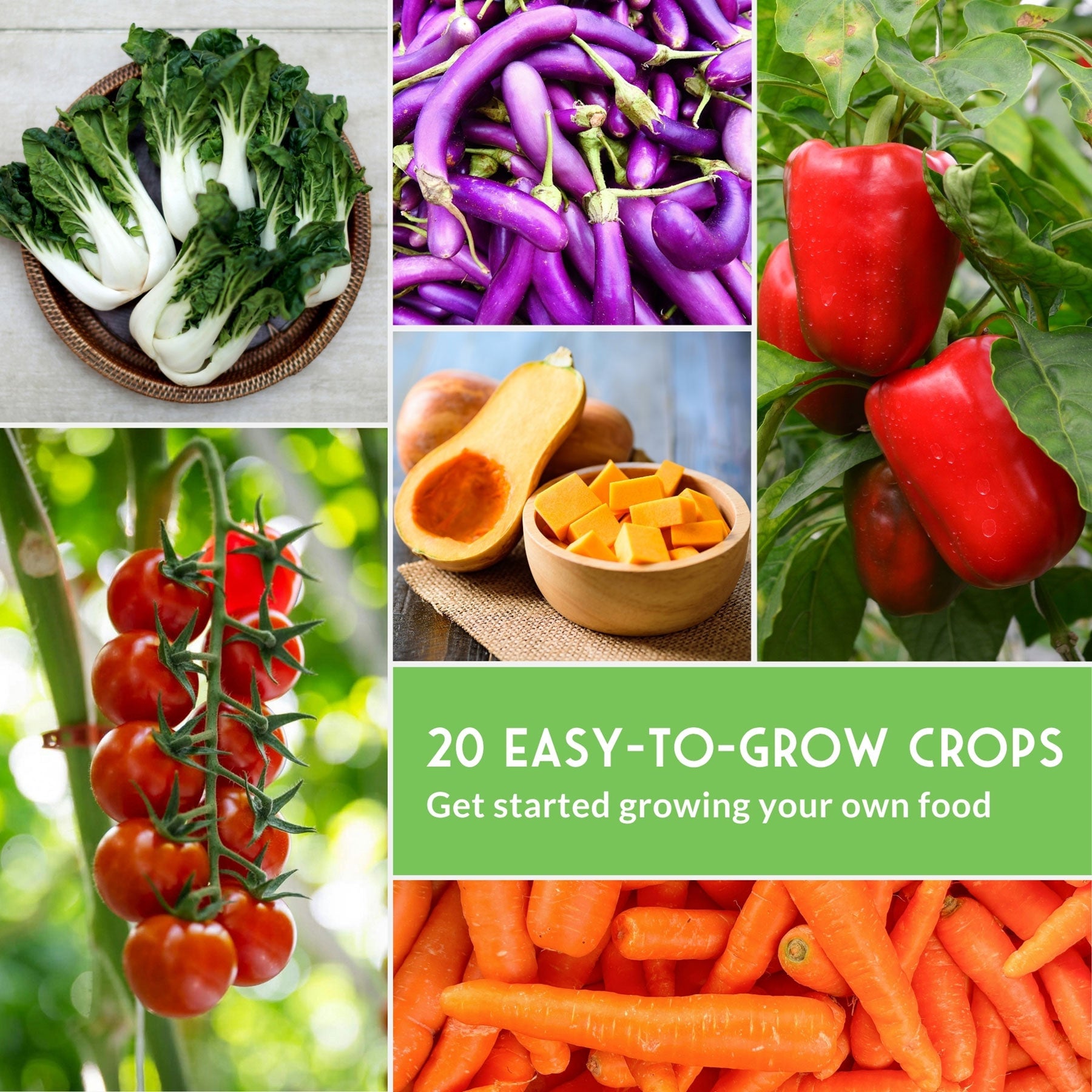 20 Vegetable Starter Heirloom Seeds