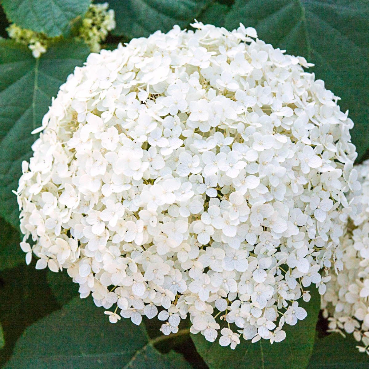 Image of Annabelle small white hydrangea