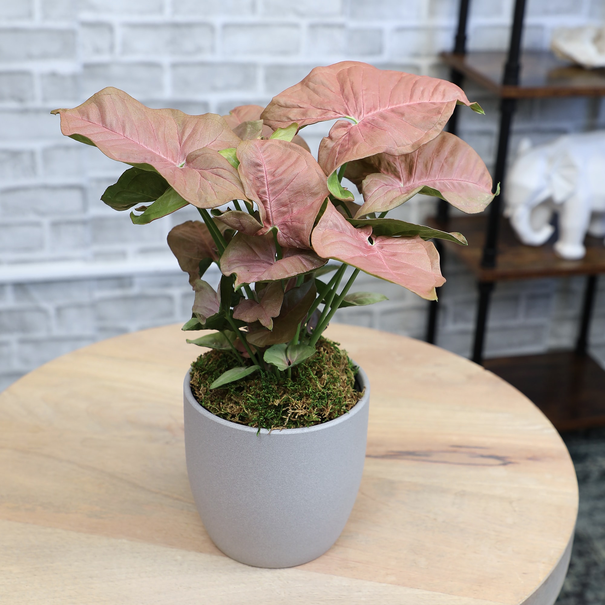 Altman Plants   - View #11