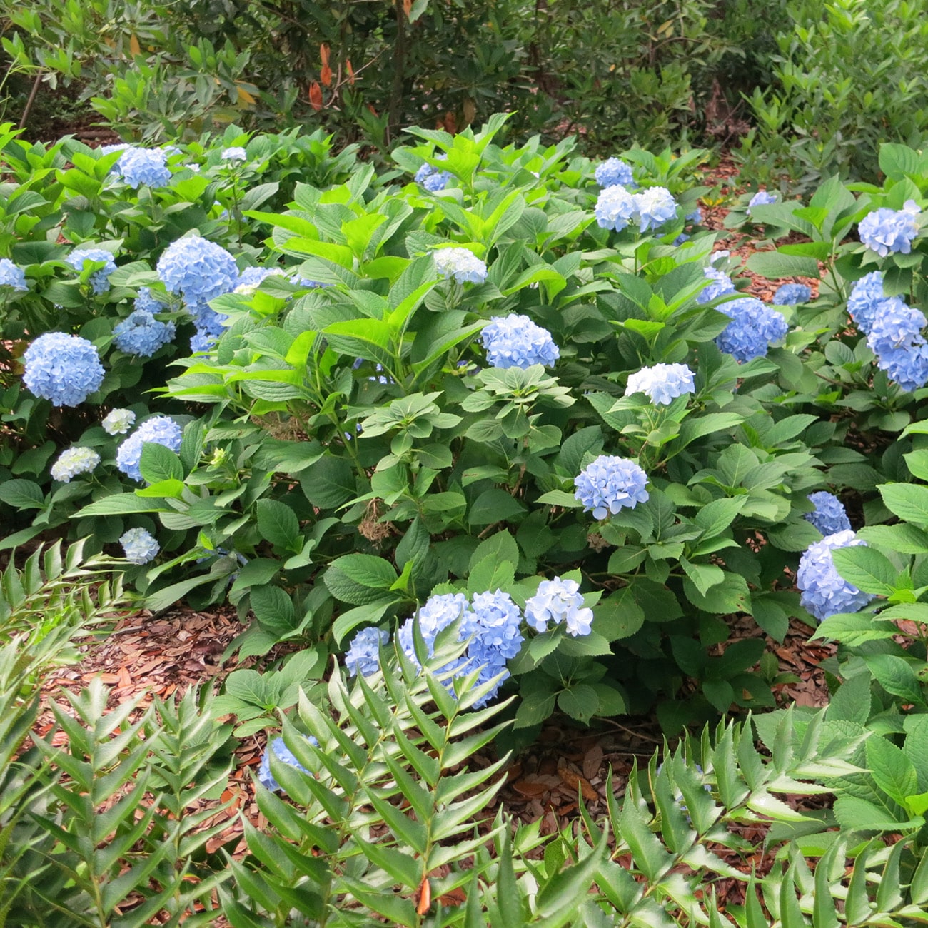 Perfect Plants LOPENNYMCHYDRANGEA1G shrubs - View #6