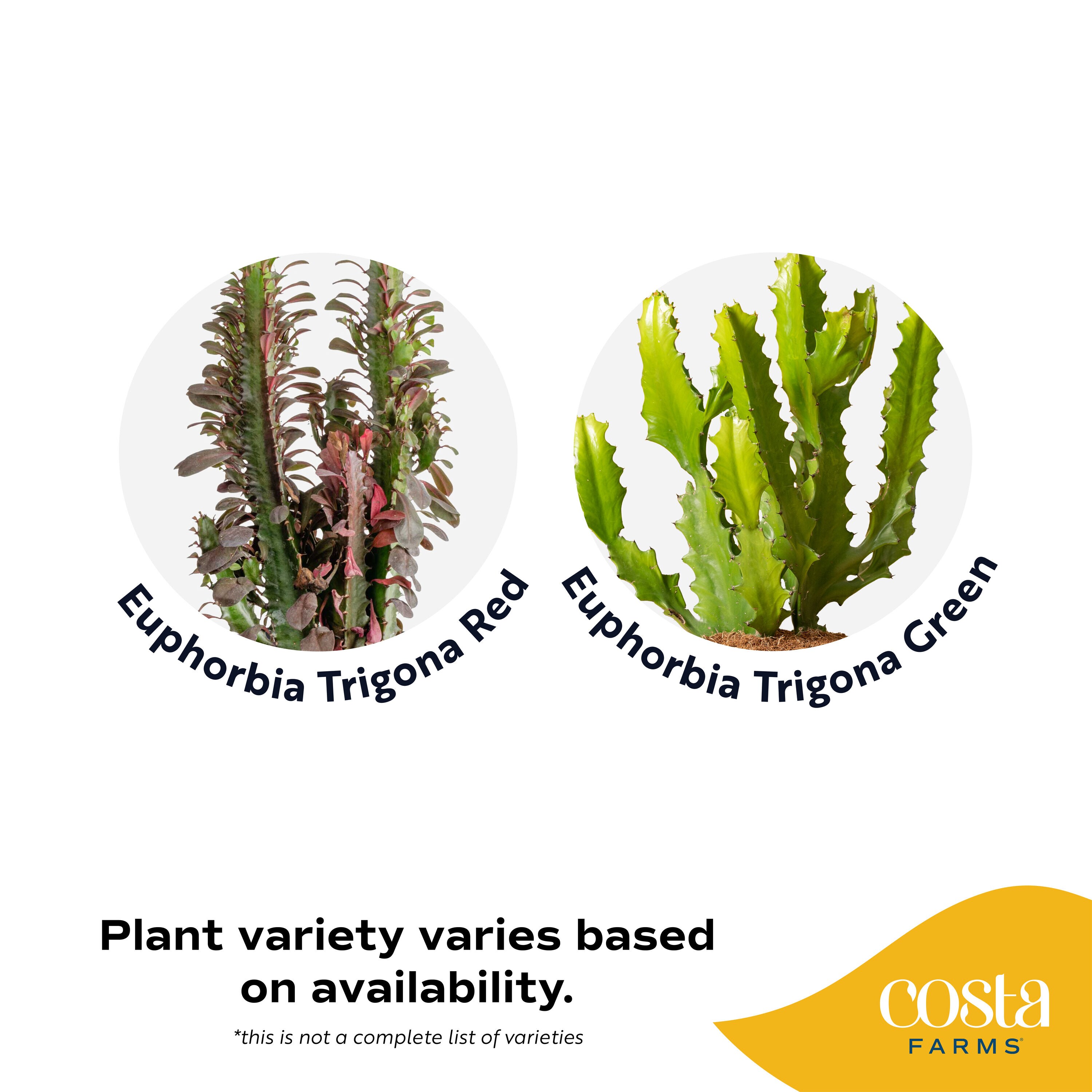 Lowe's 5740873 hseplants - View #4