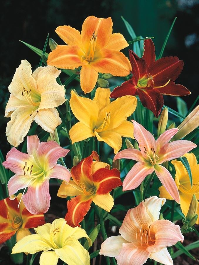 Monrovia N/A Multicolor Daylily Plant in 2.5 -Quart Pot